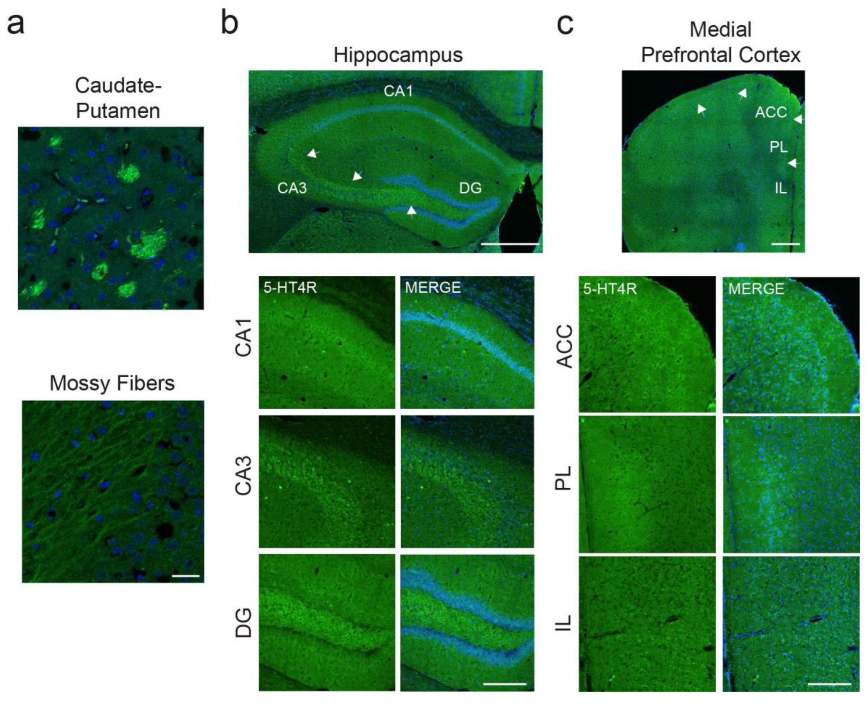 Preprints 151991 g001