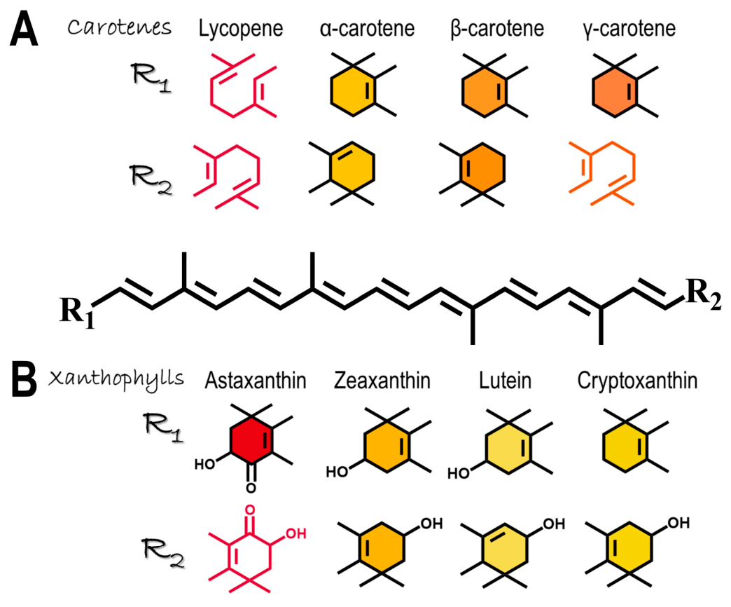 Preprints 217016 g001