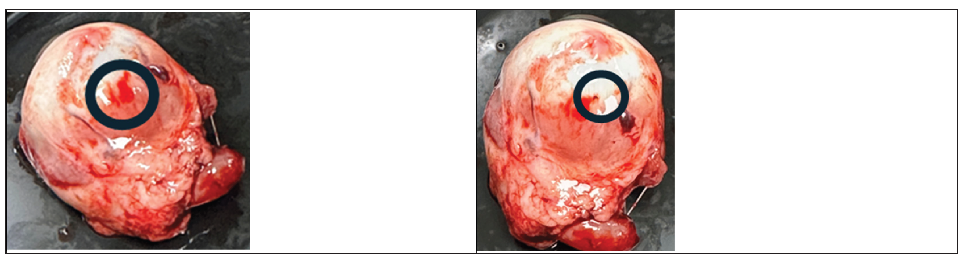 Preprints 170224 g003b