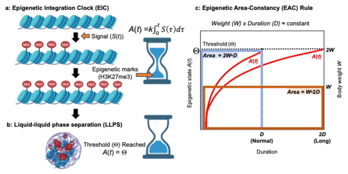 Preprints 220810 g004 Preprints 220810 g004