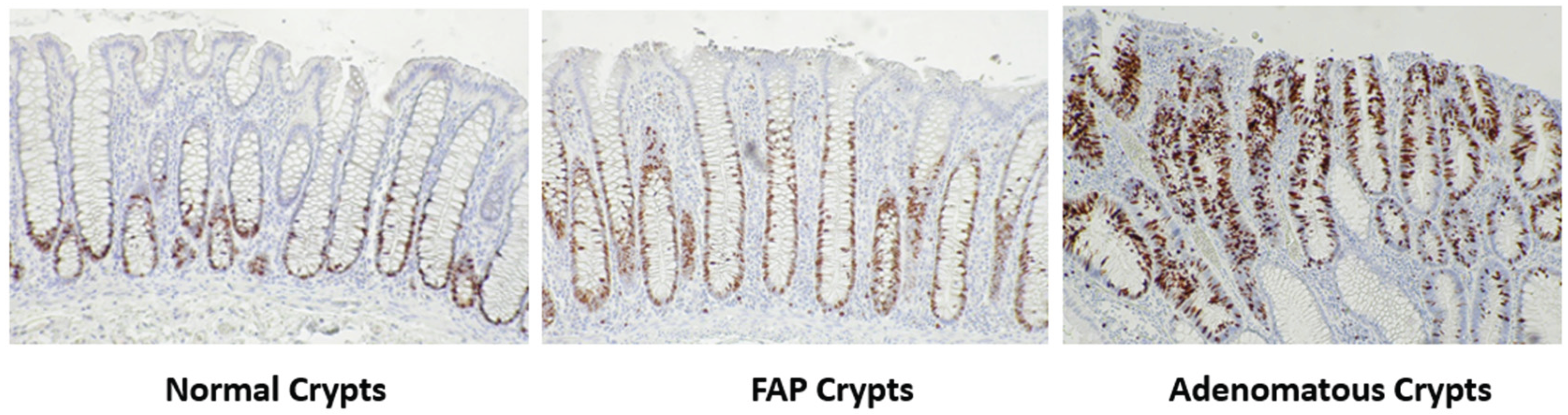 Preprints 185674 g001