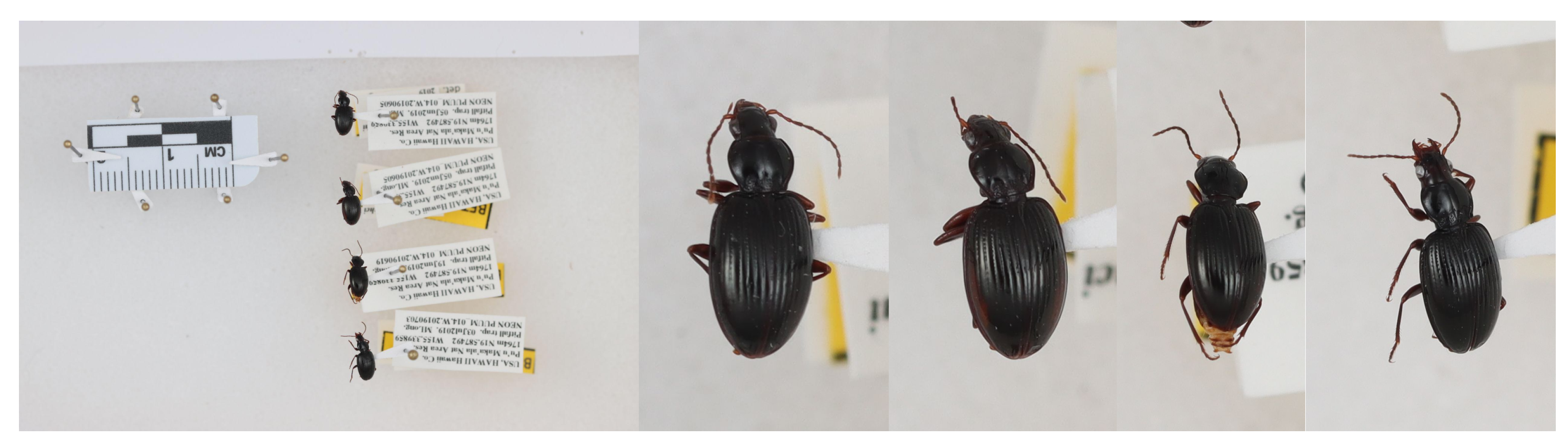 Preprints 168781 g0a1