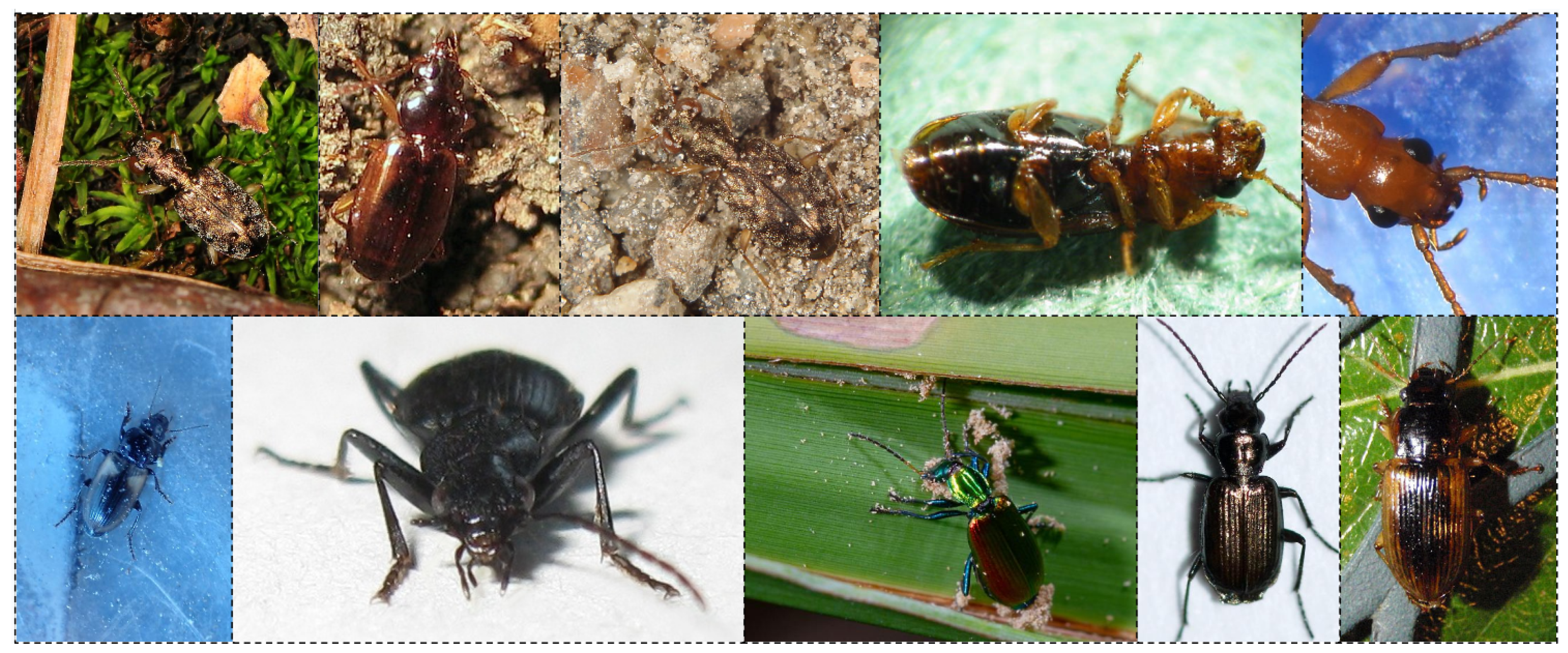 Preprints 168781 g0a4