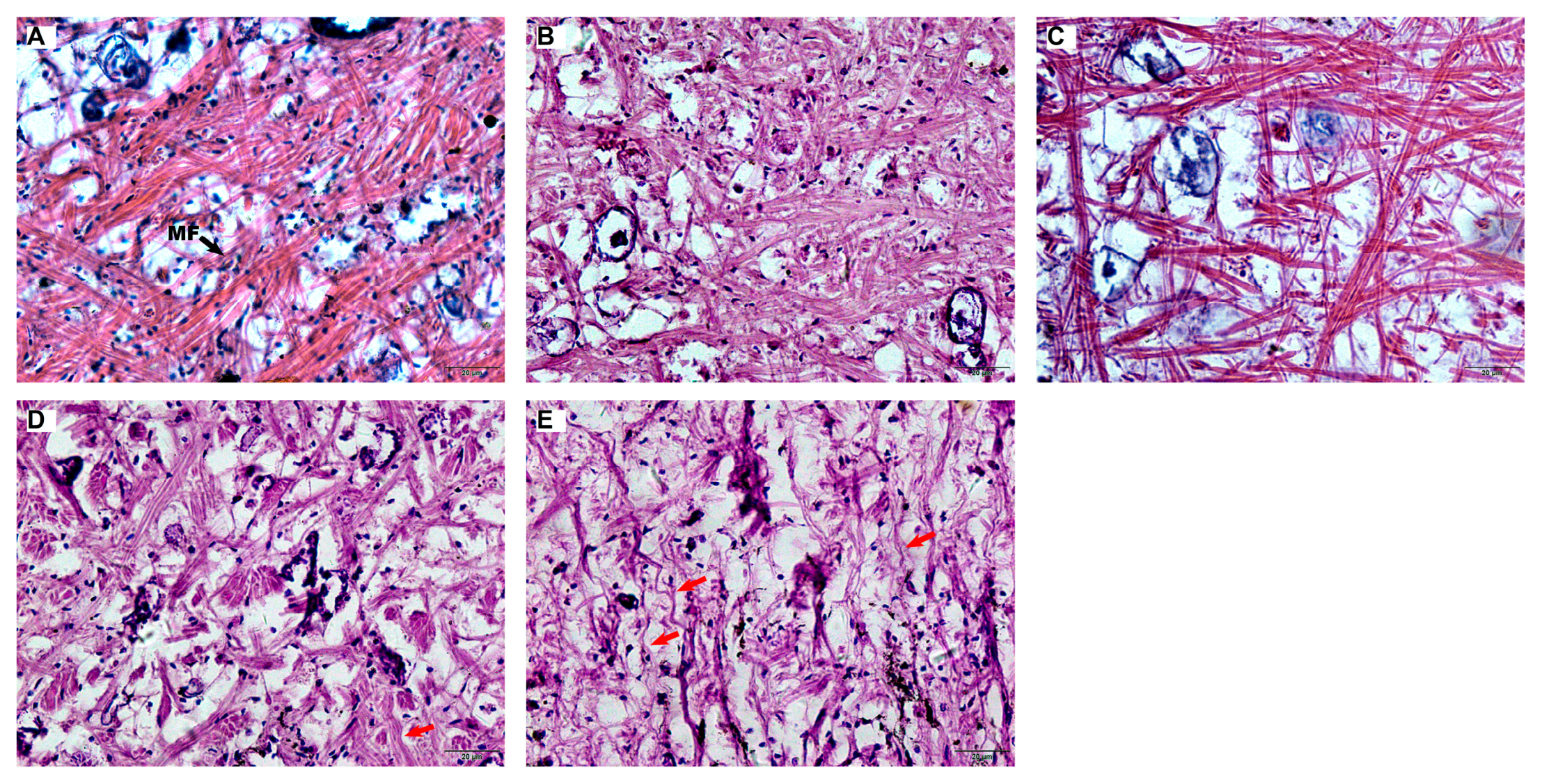 Preprints 186868 g006
