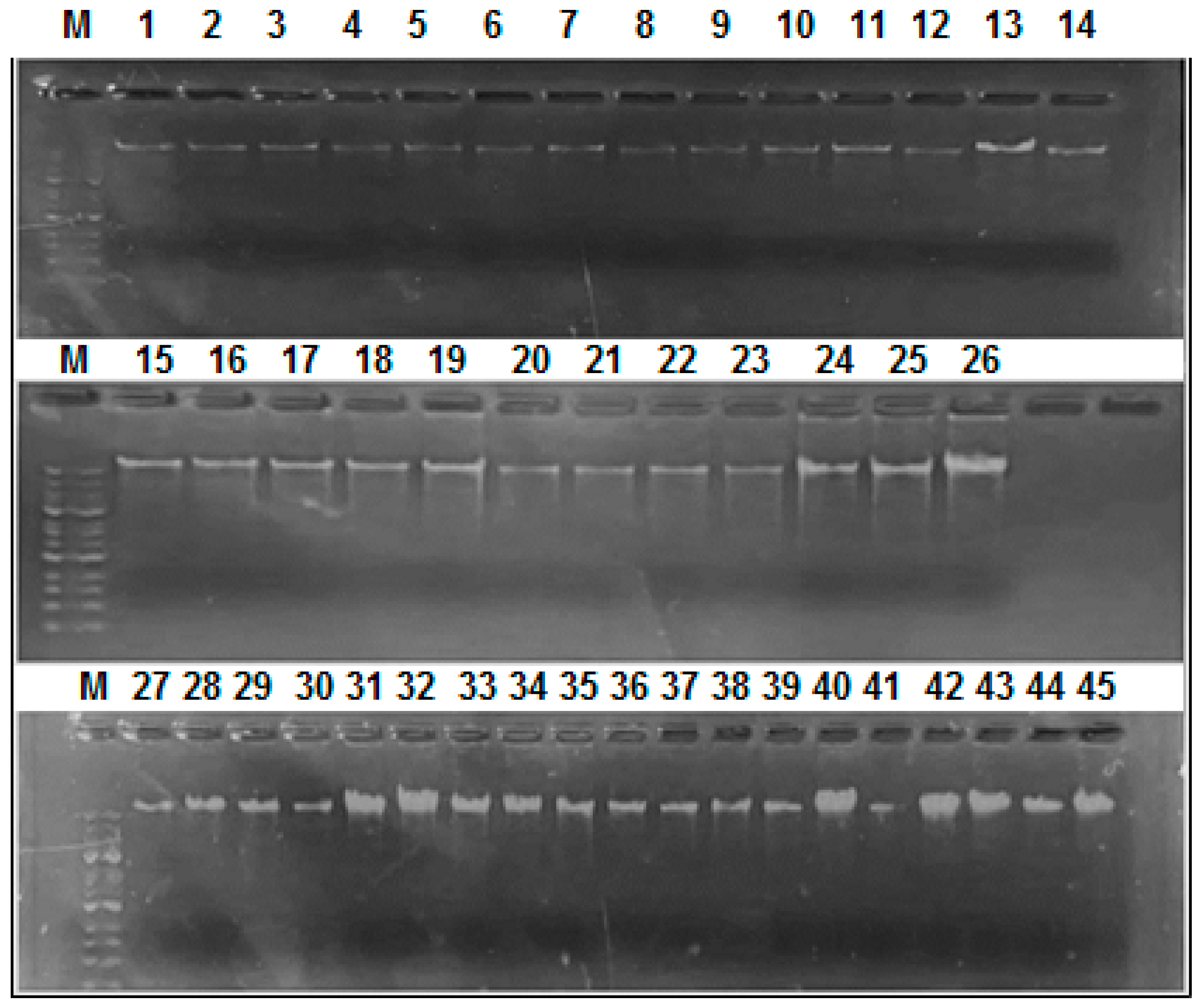 Preprints 141985 g001