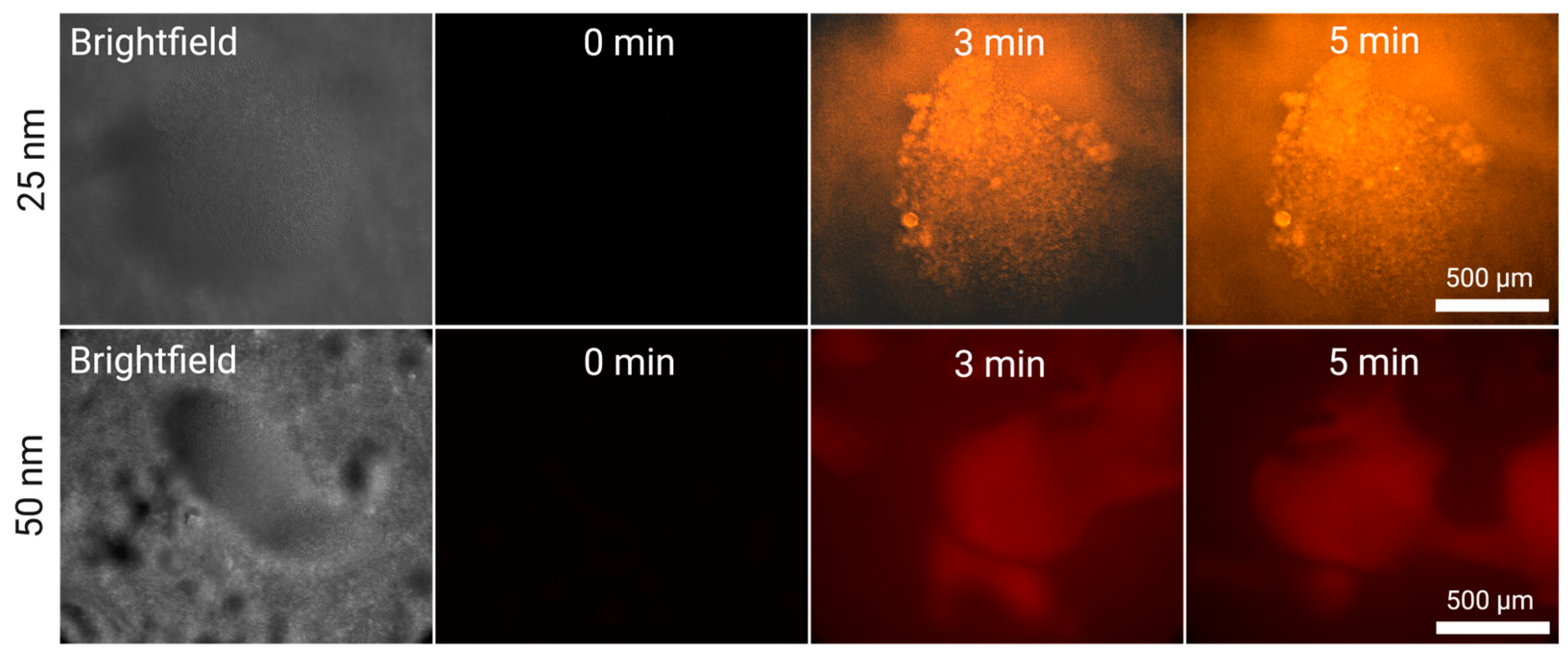 Preprints 139787 g004