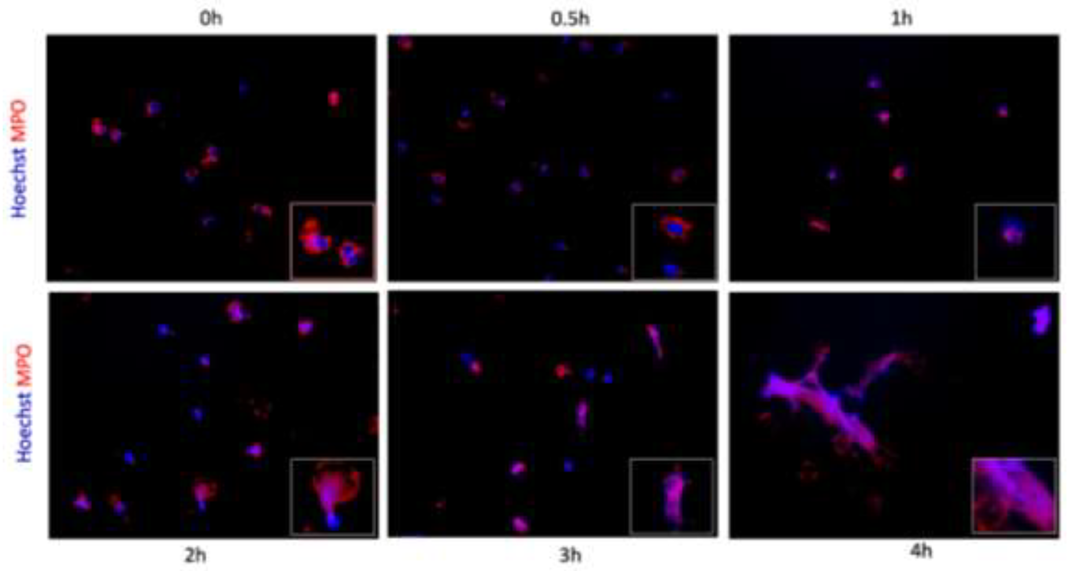 Preprints 138671 g002