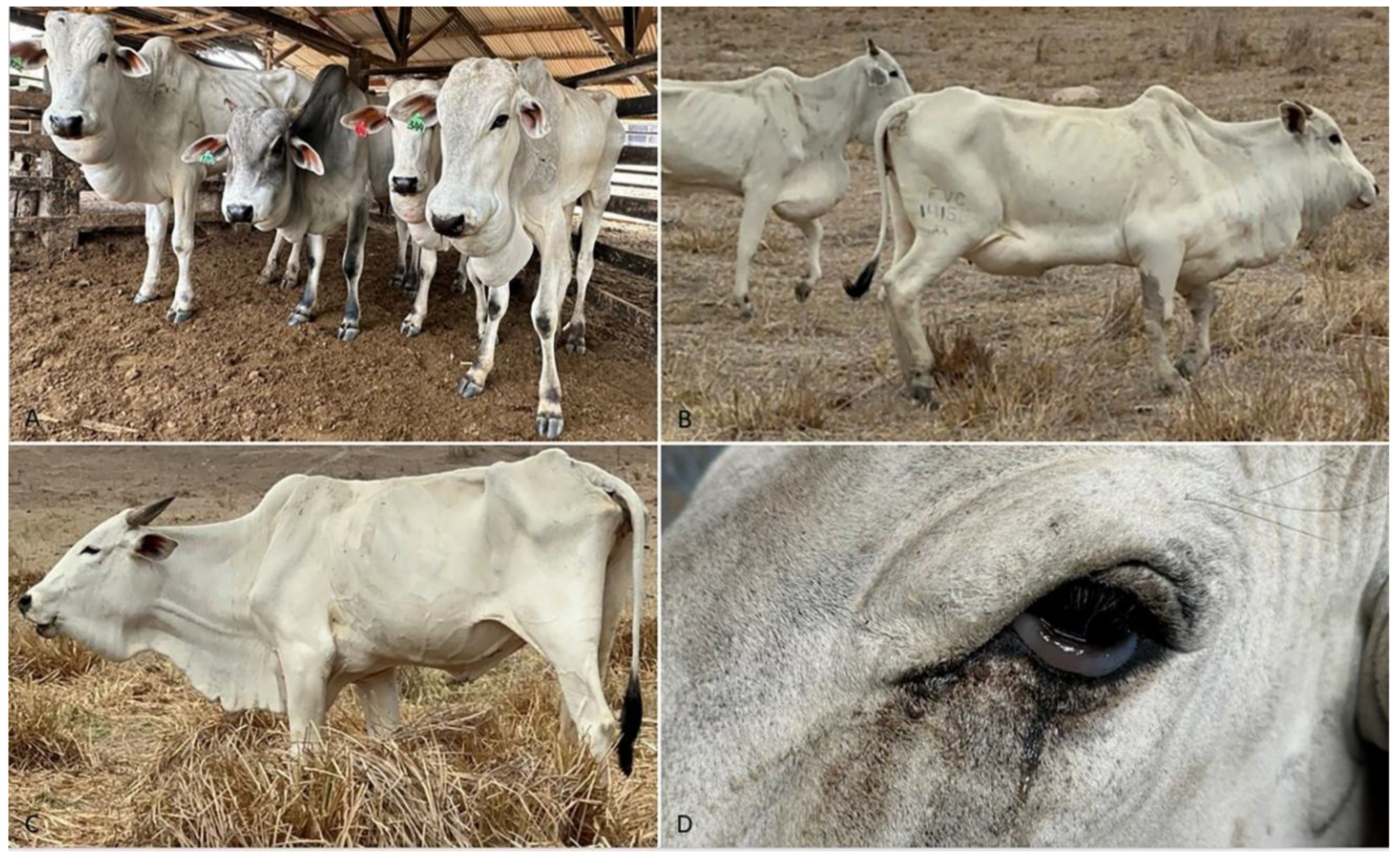 Preprints 168886 g001