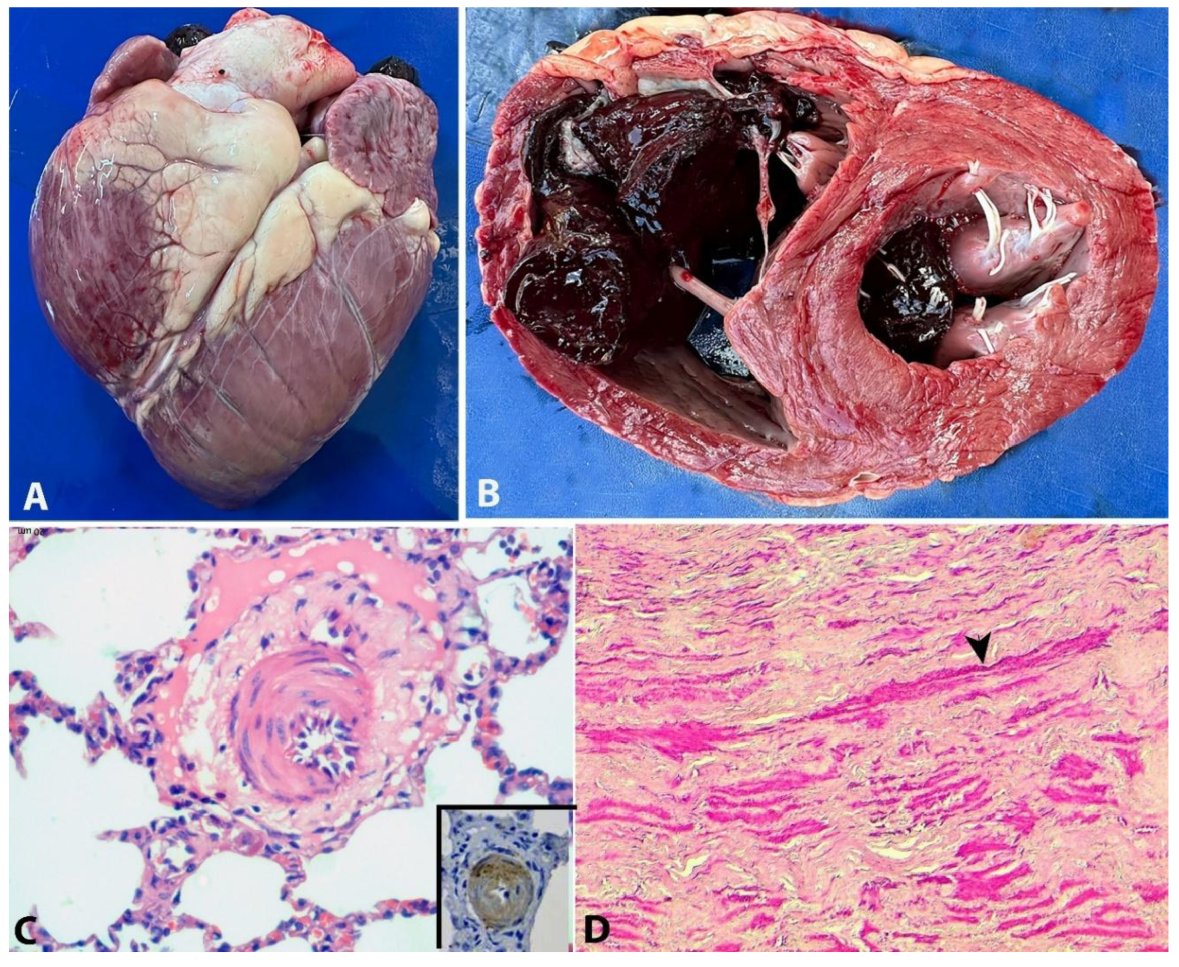 Preprints 168886 g002