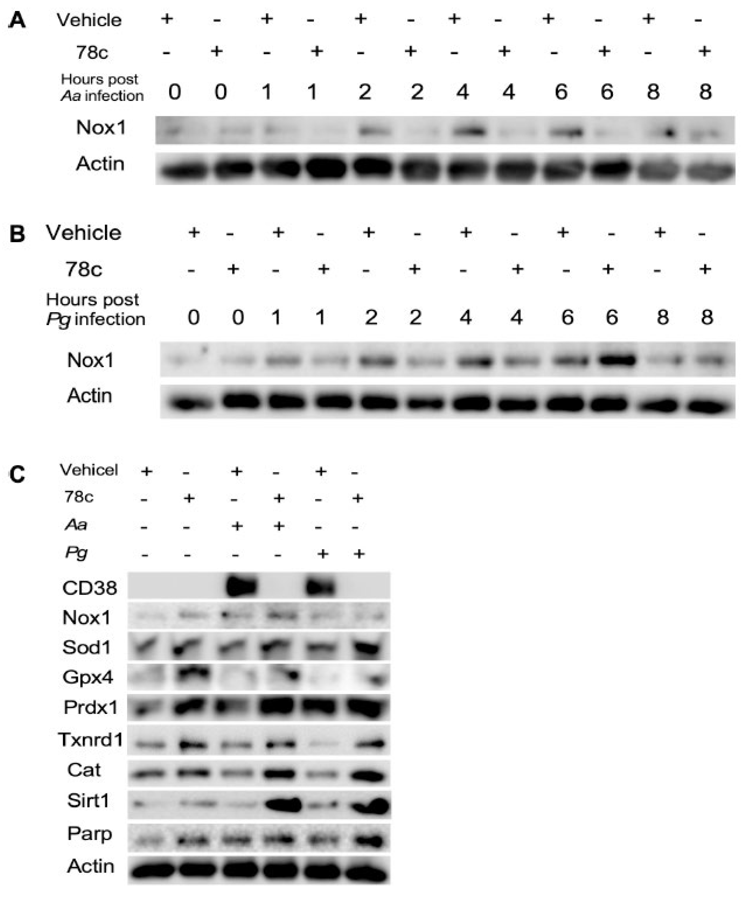 Preprints 158401 g006