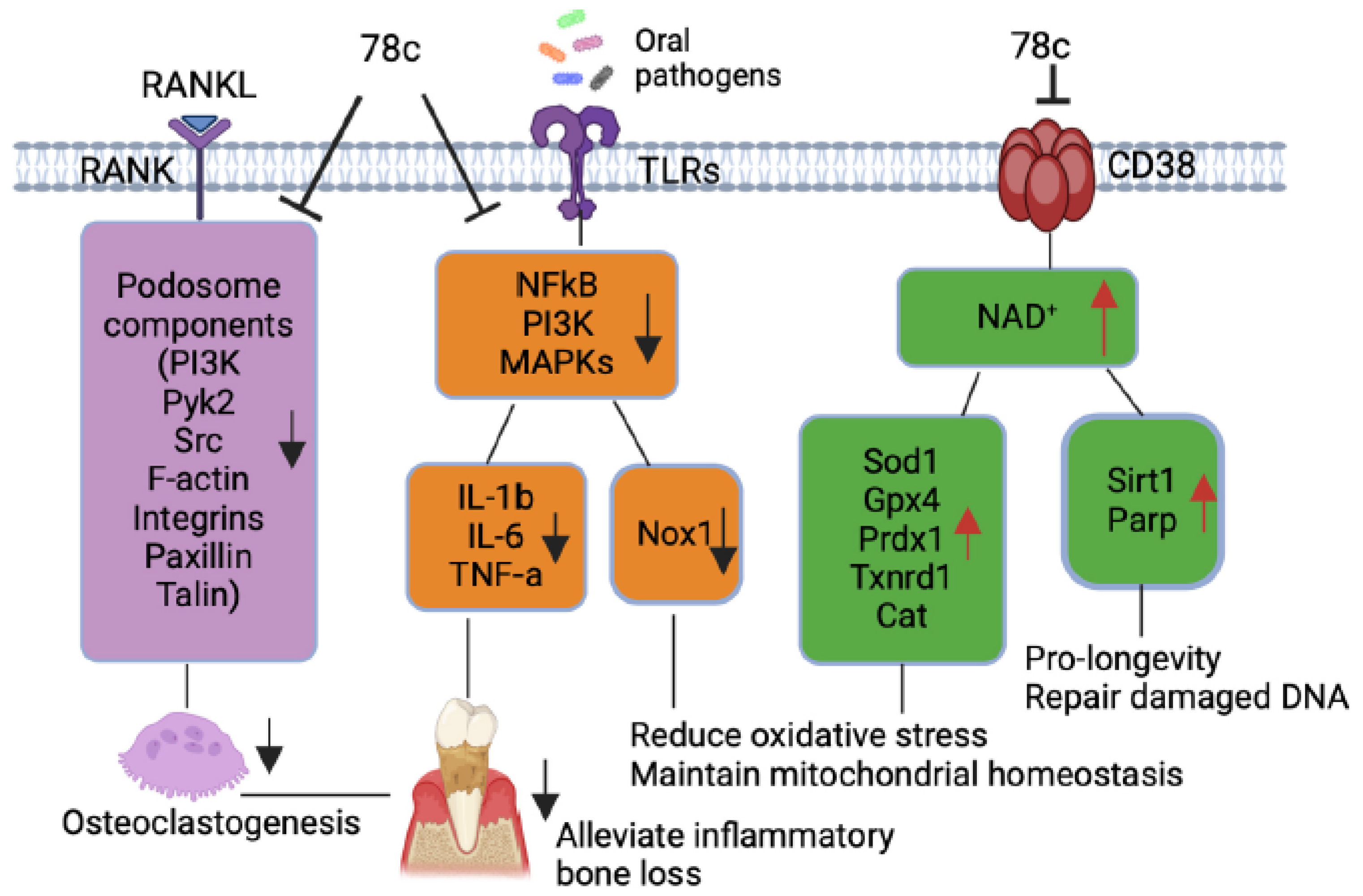 Preprints 158401 g007