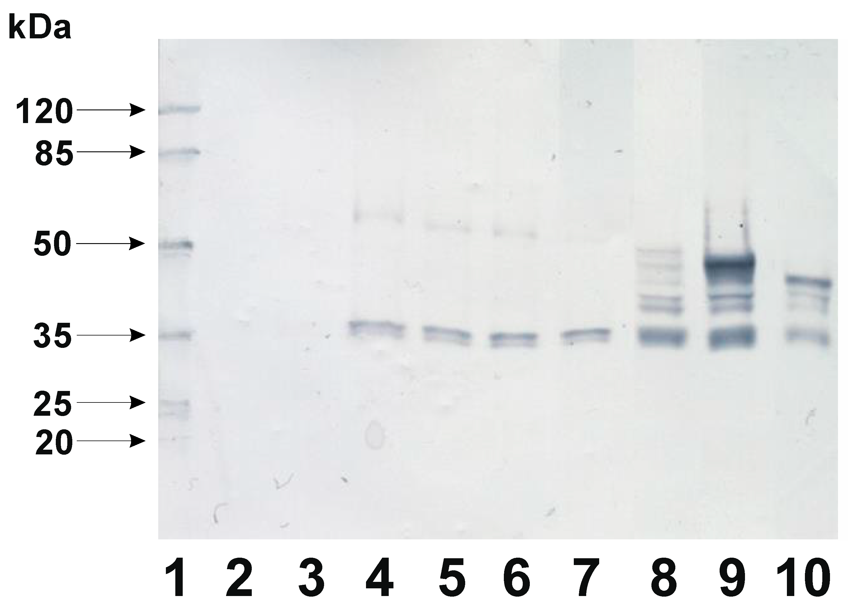 Preprints 144586 g004