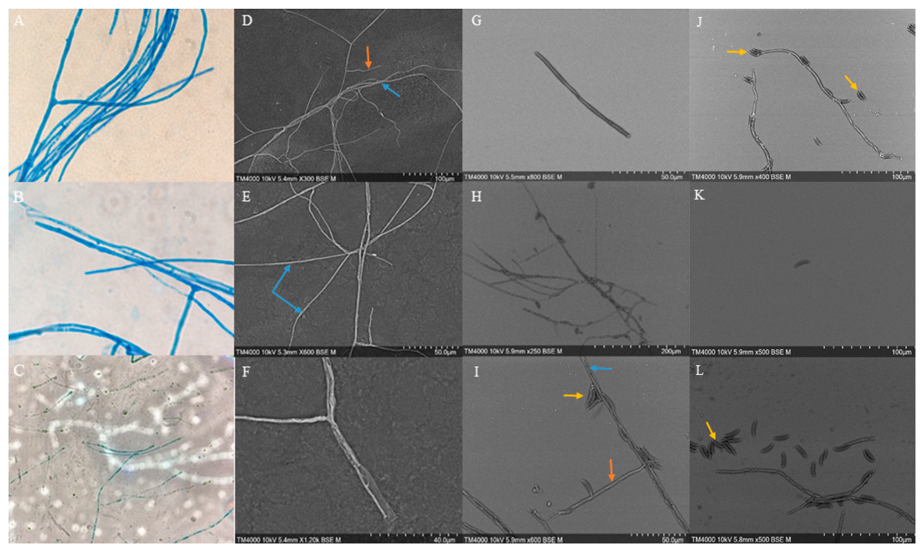 Preprints 154298 g002