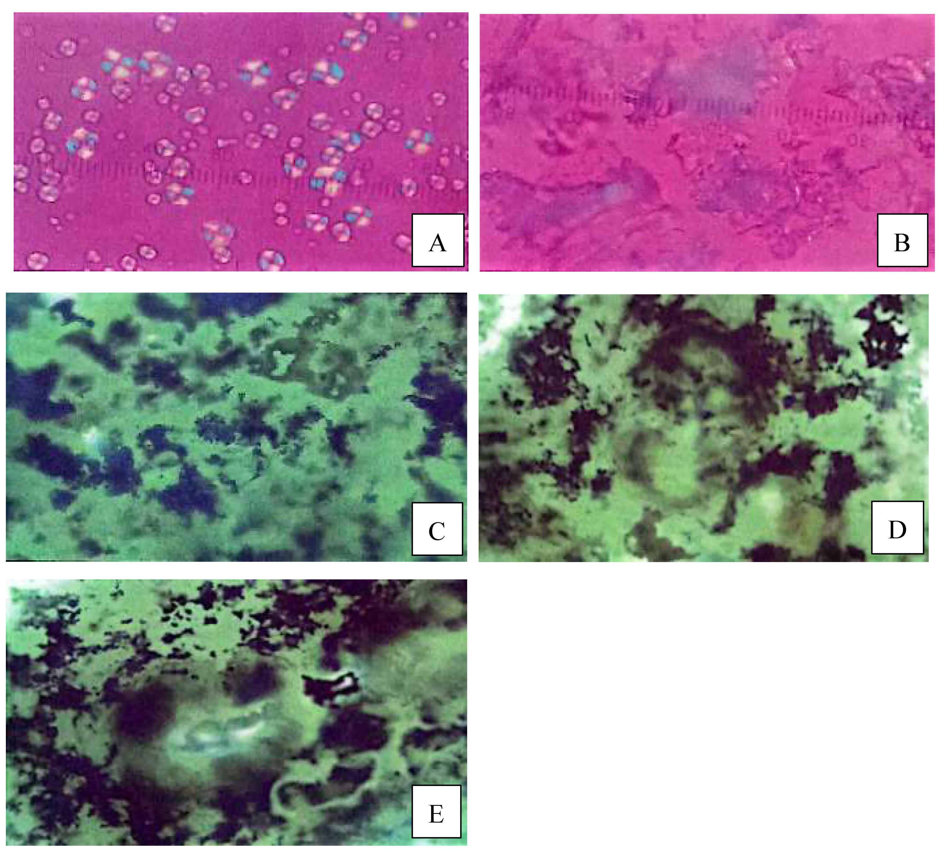 Preprints 169327 g001