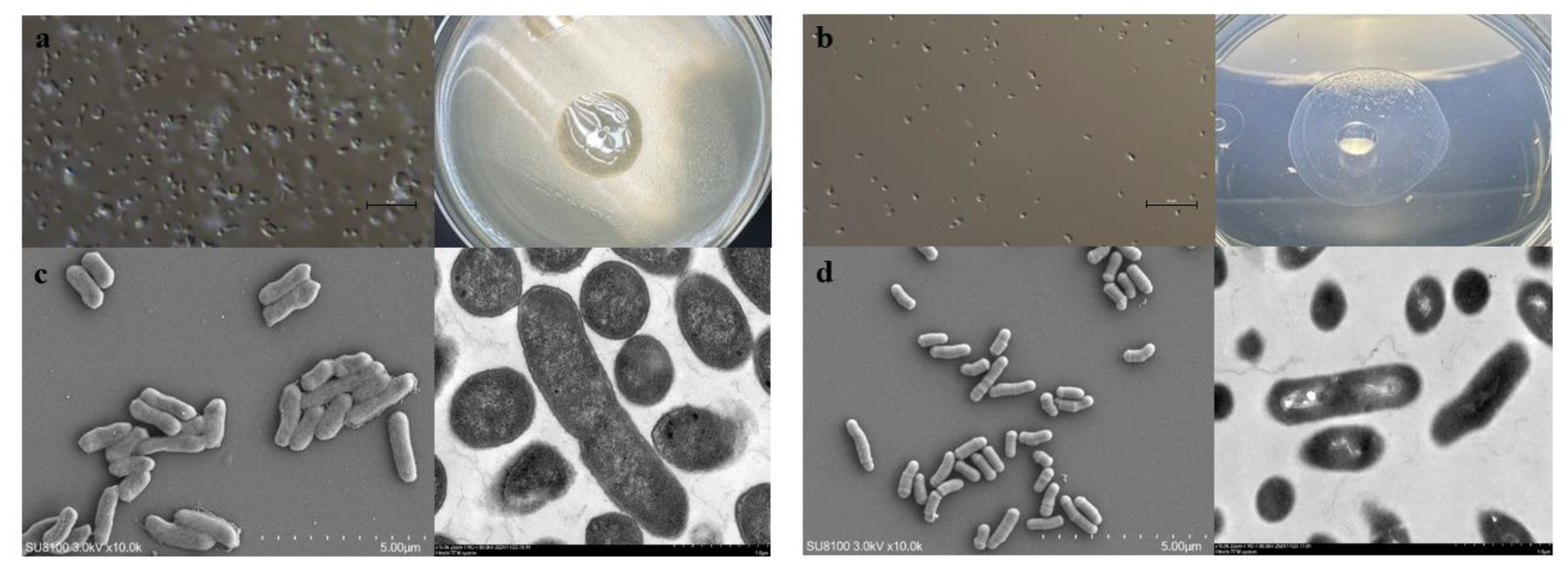 Preprints 152031 g002