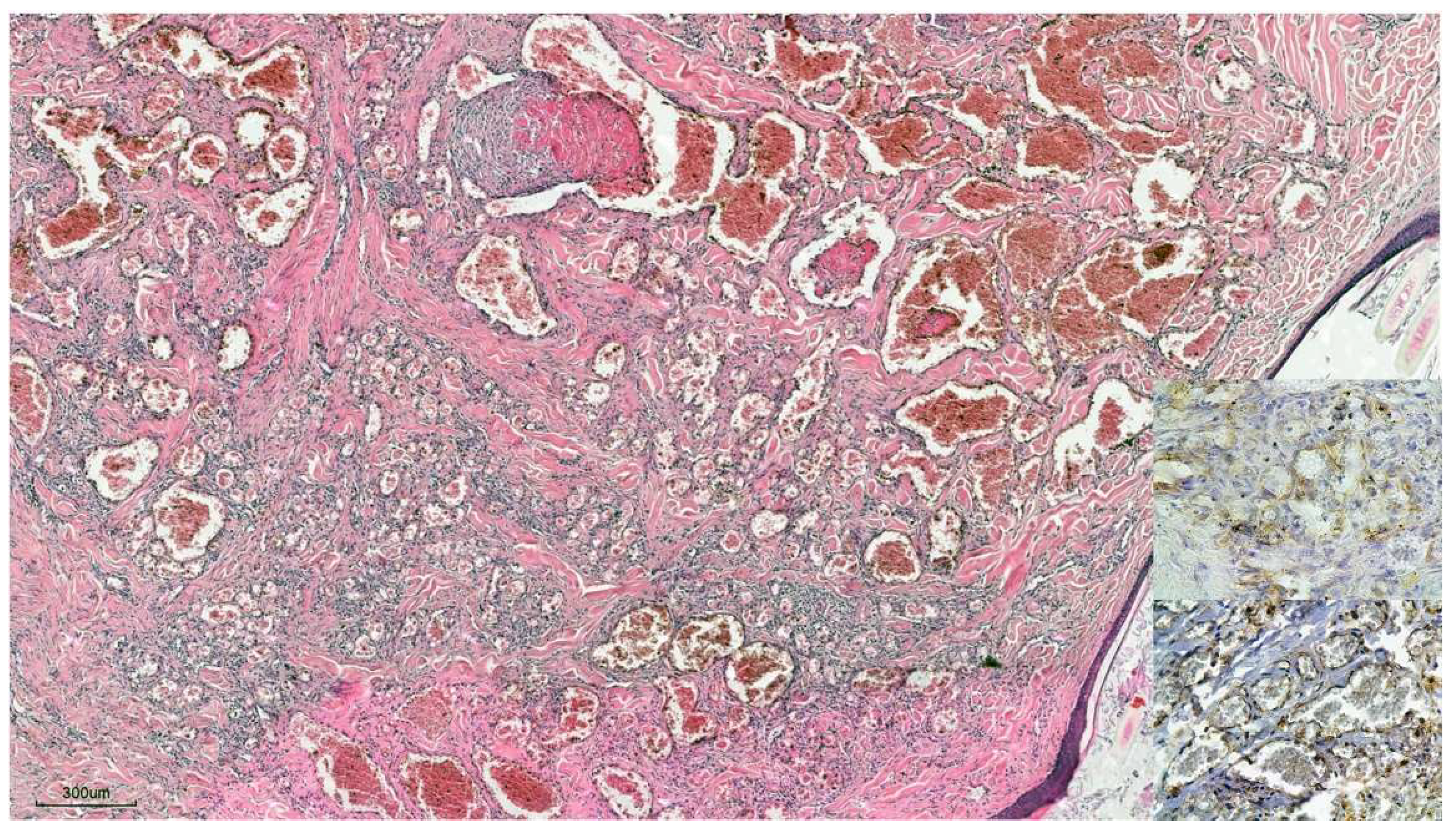 Preprints 158450 g003