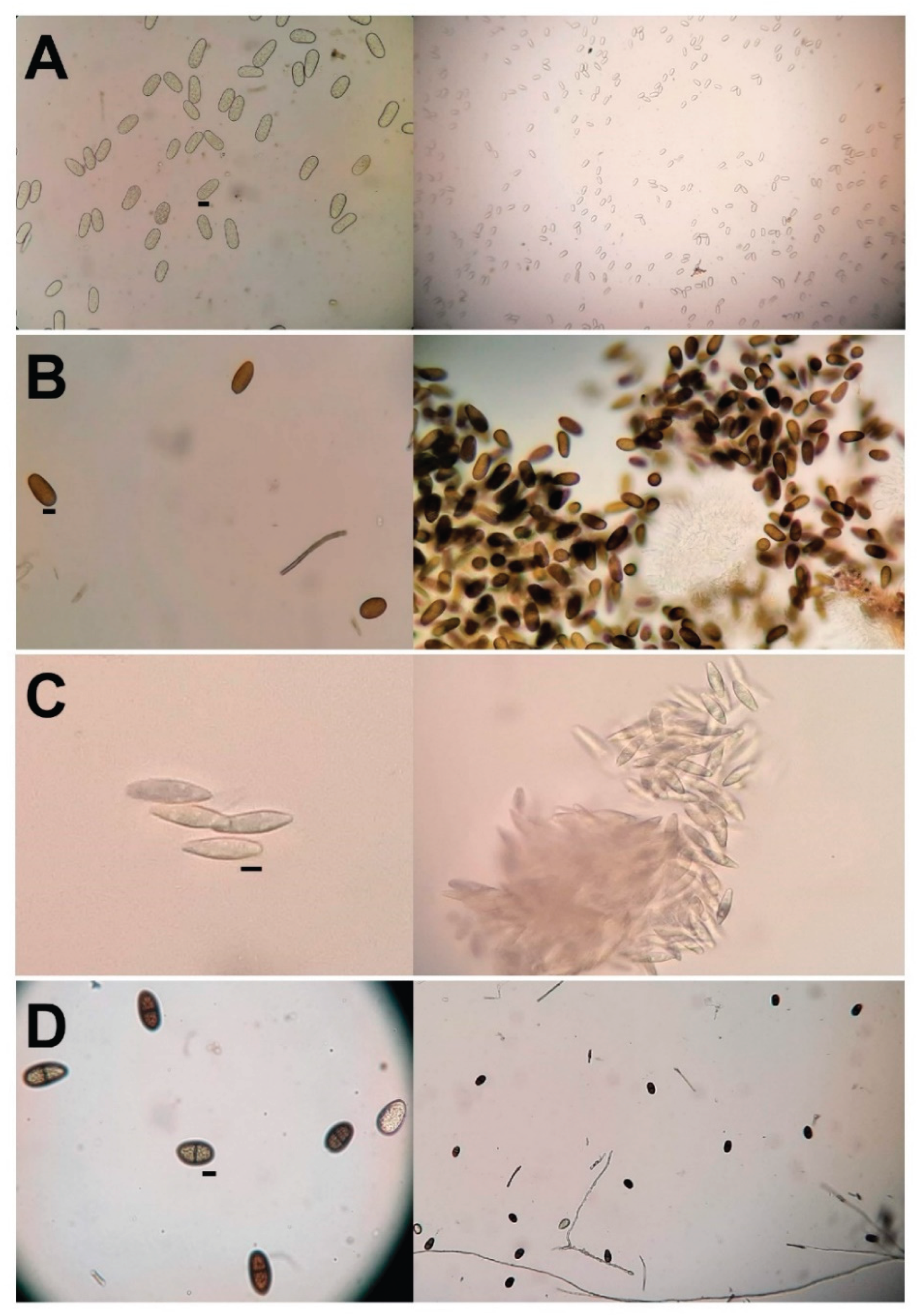 Preprints 172133 g002