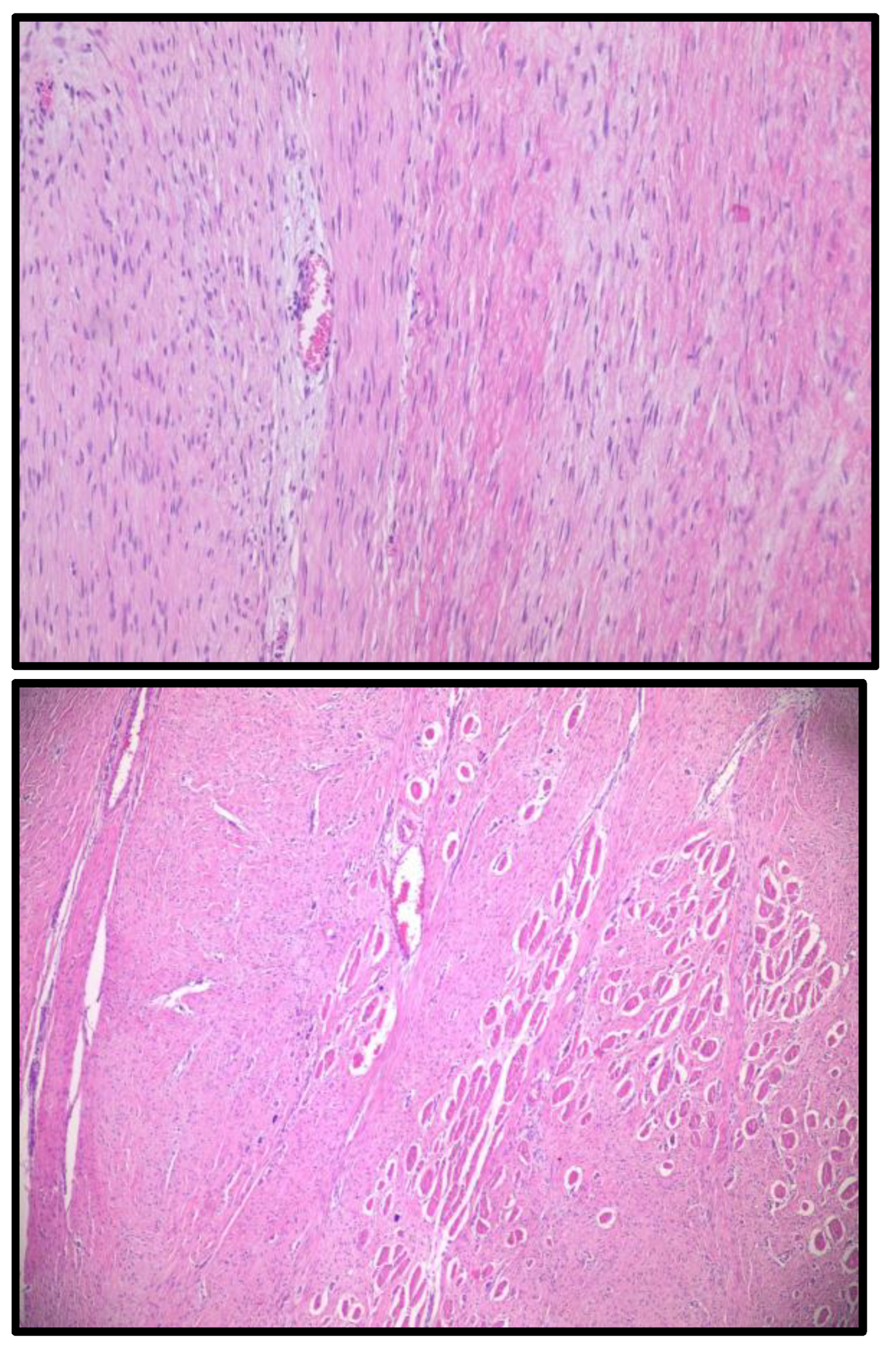 Preprints 149627 g002