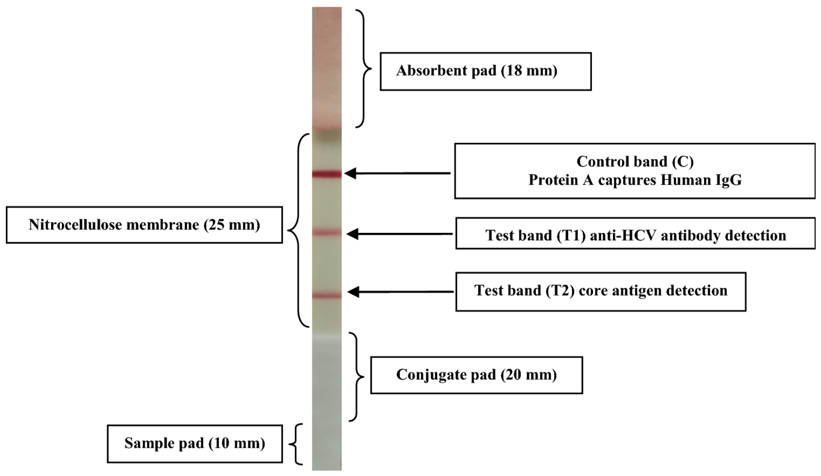 Preprints 234748 g012 Preprints 234748 g012