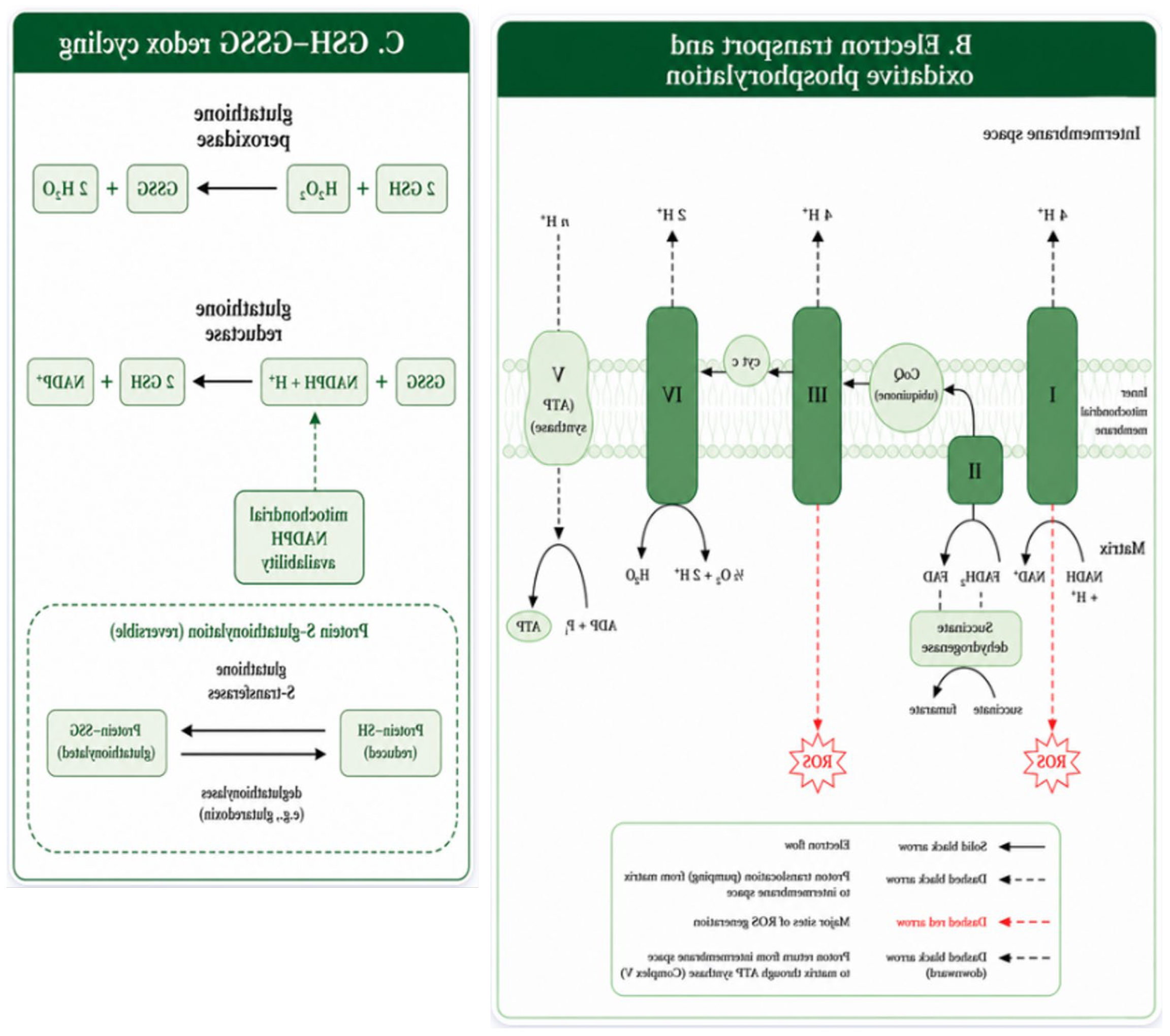 Preprints 225186 g001b