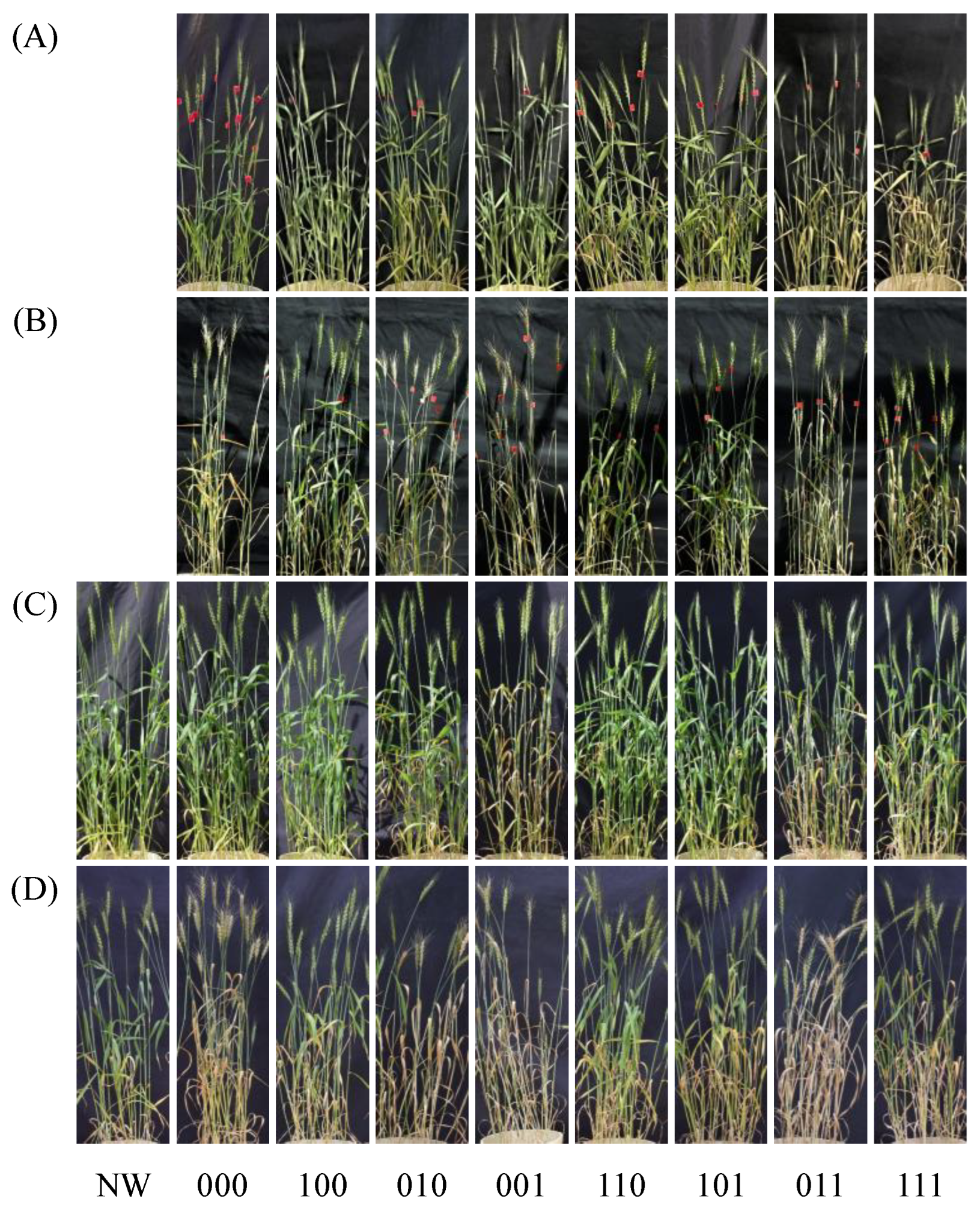 Preprints 192594 g002