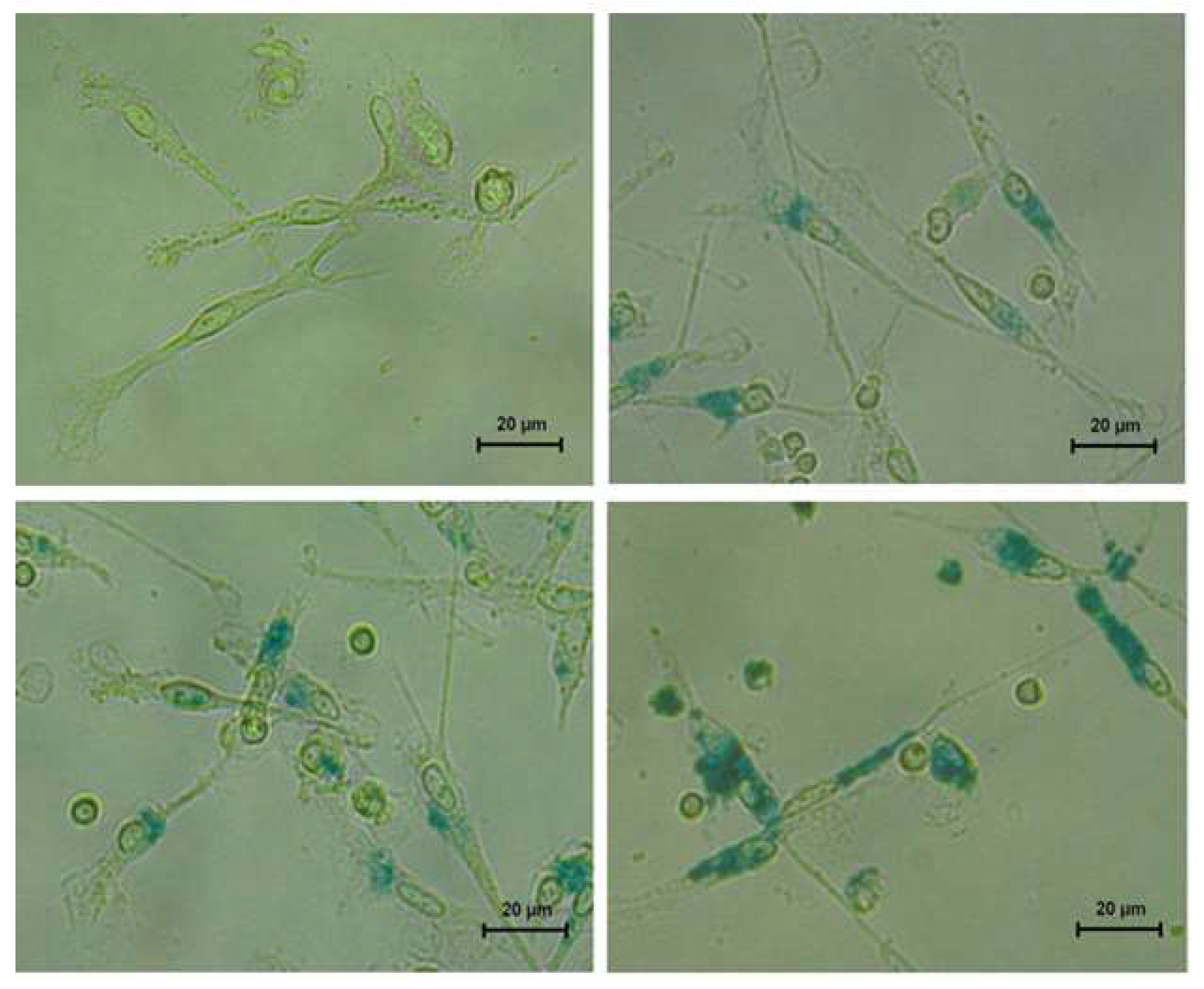 Preprints 157201 g005