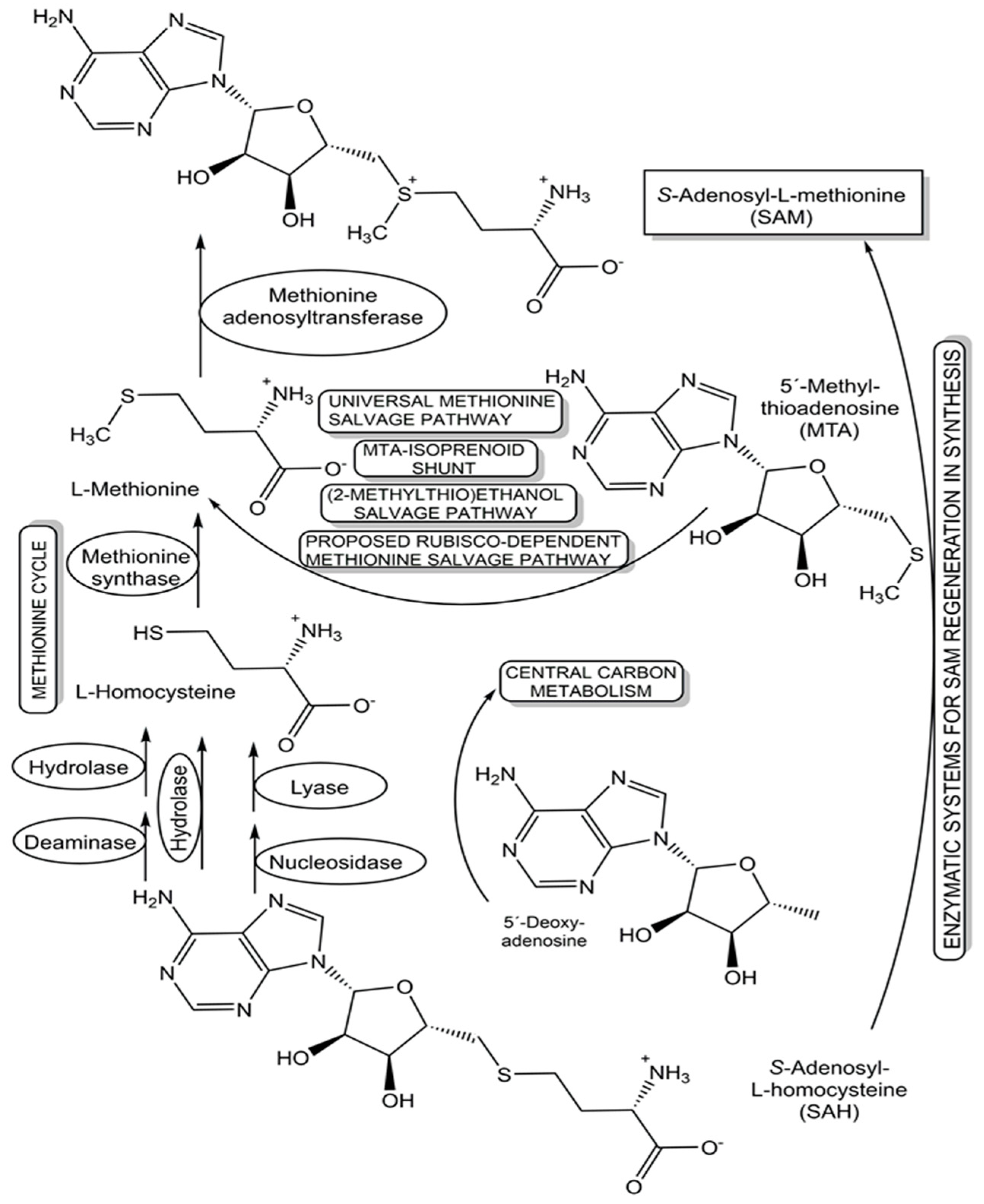 Preprints 97383 g004