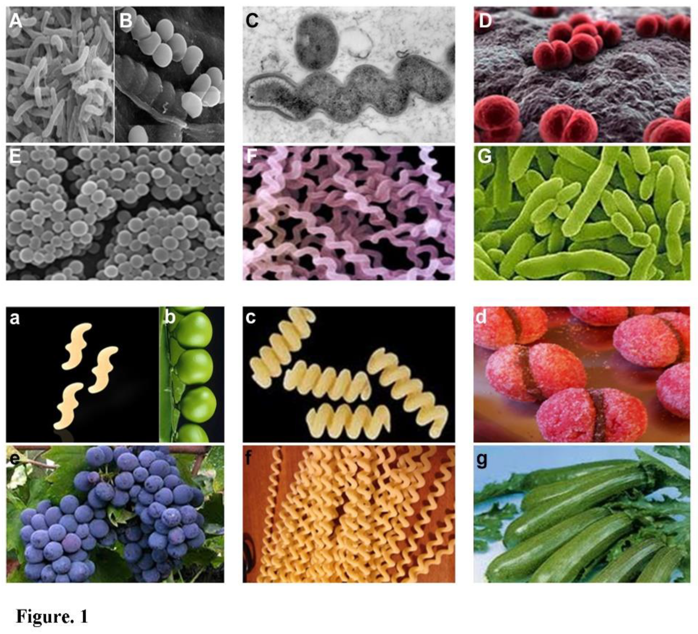 Preprints 150762 g001