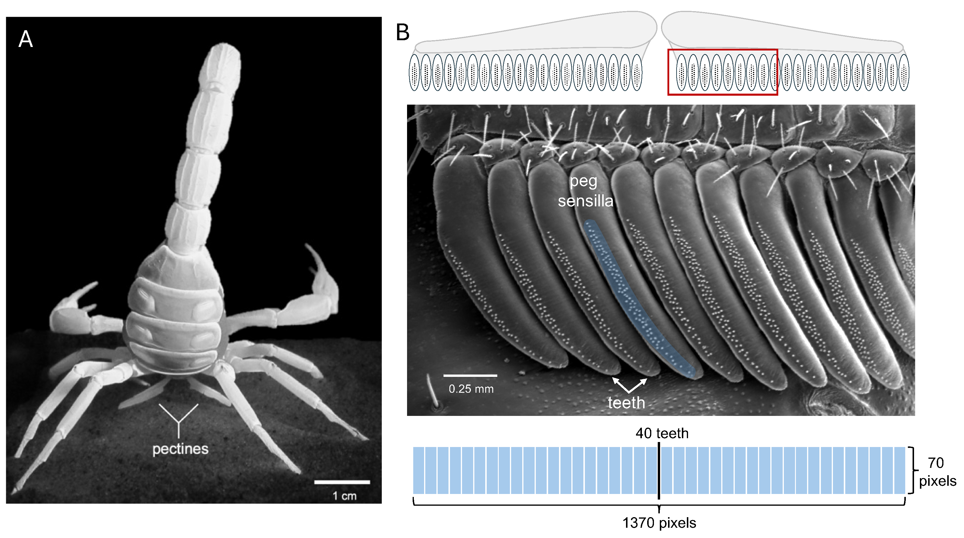 Preprints 235630 g001