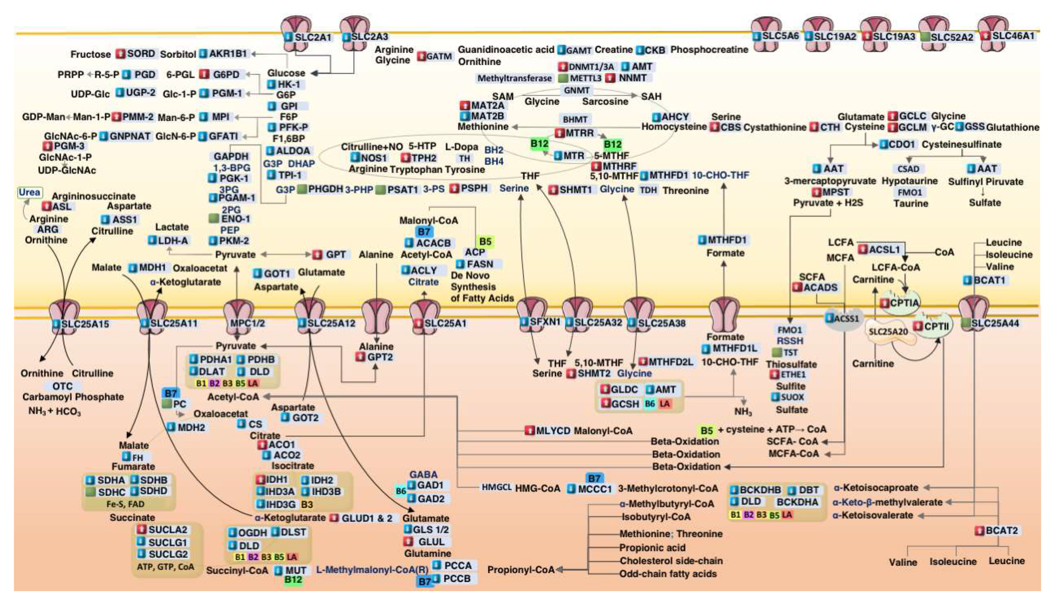 Preprints 159165 g002