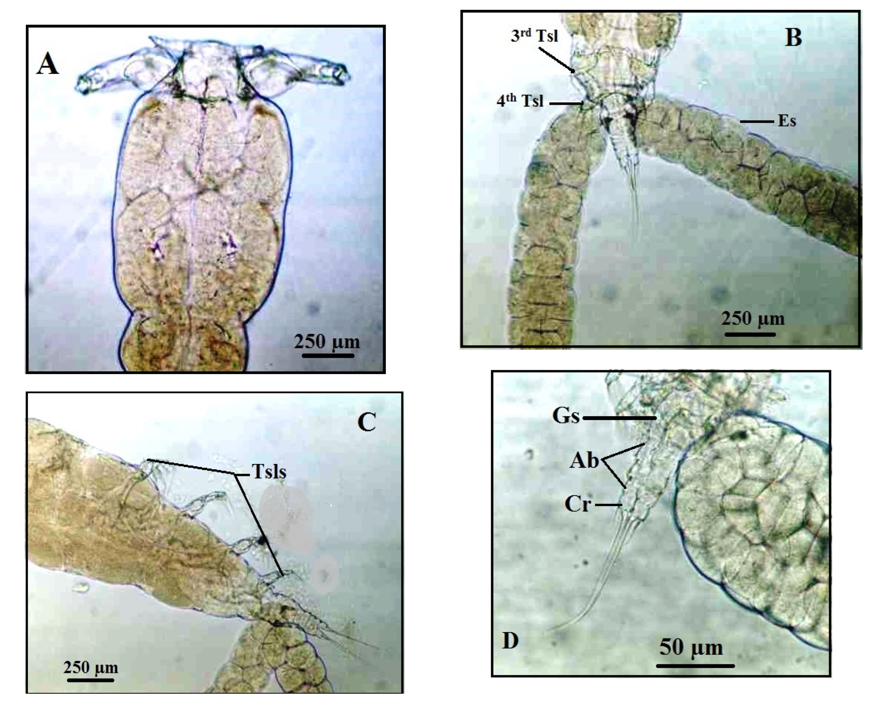 Preprints 194381 g005