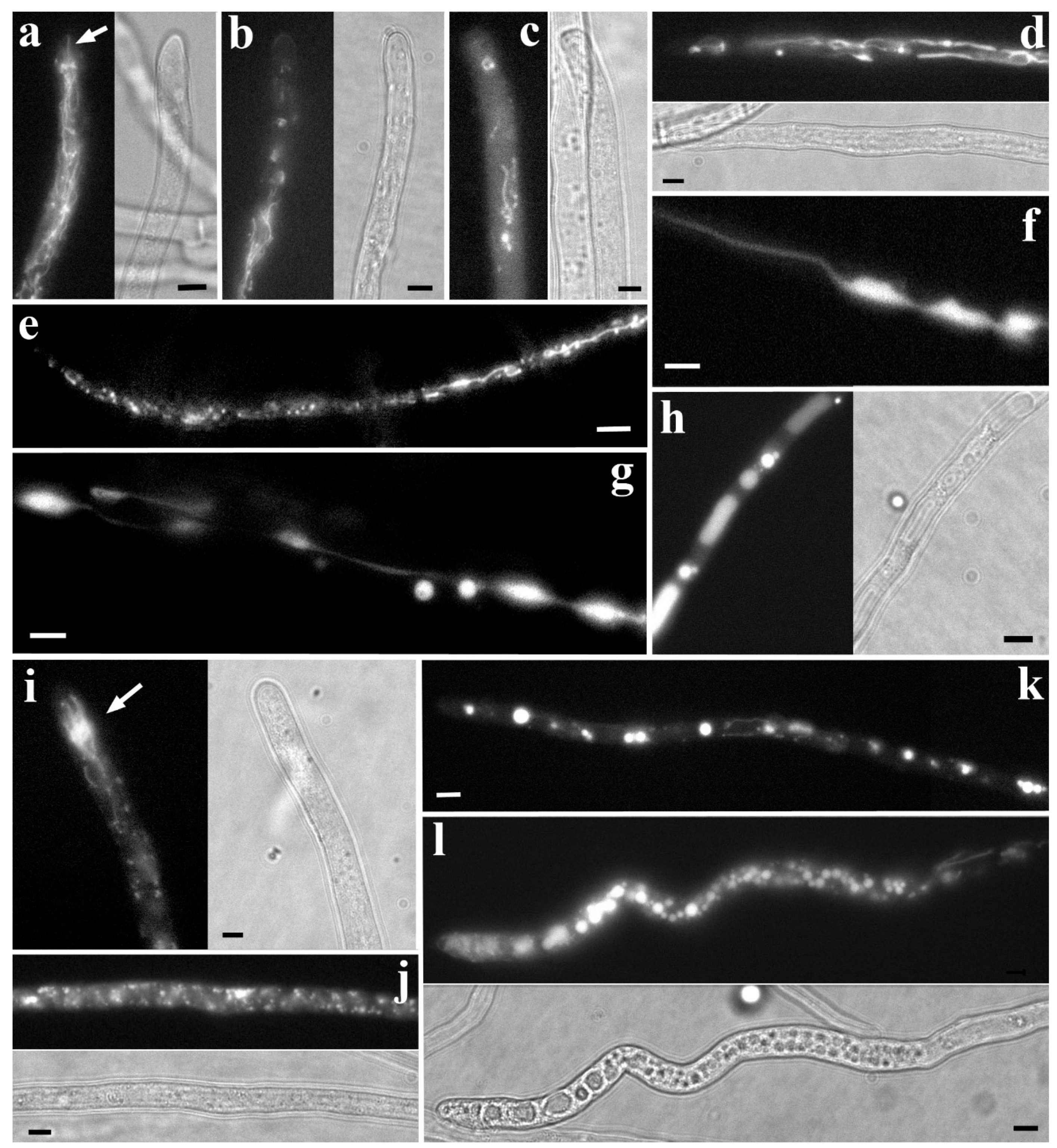 Preprints 177742 g003