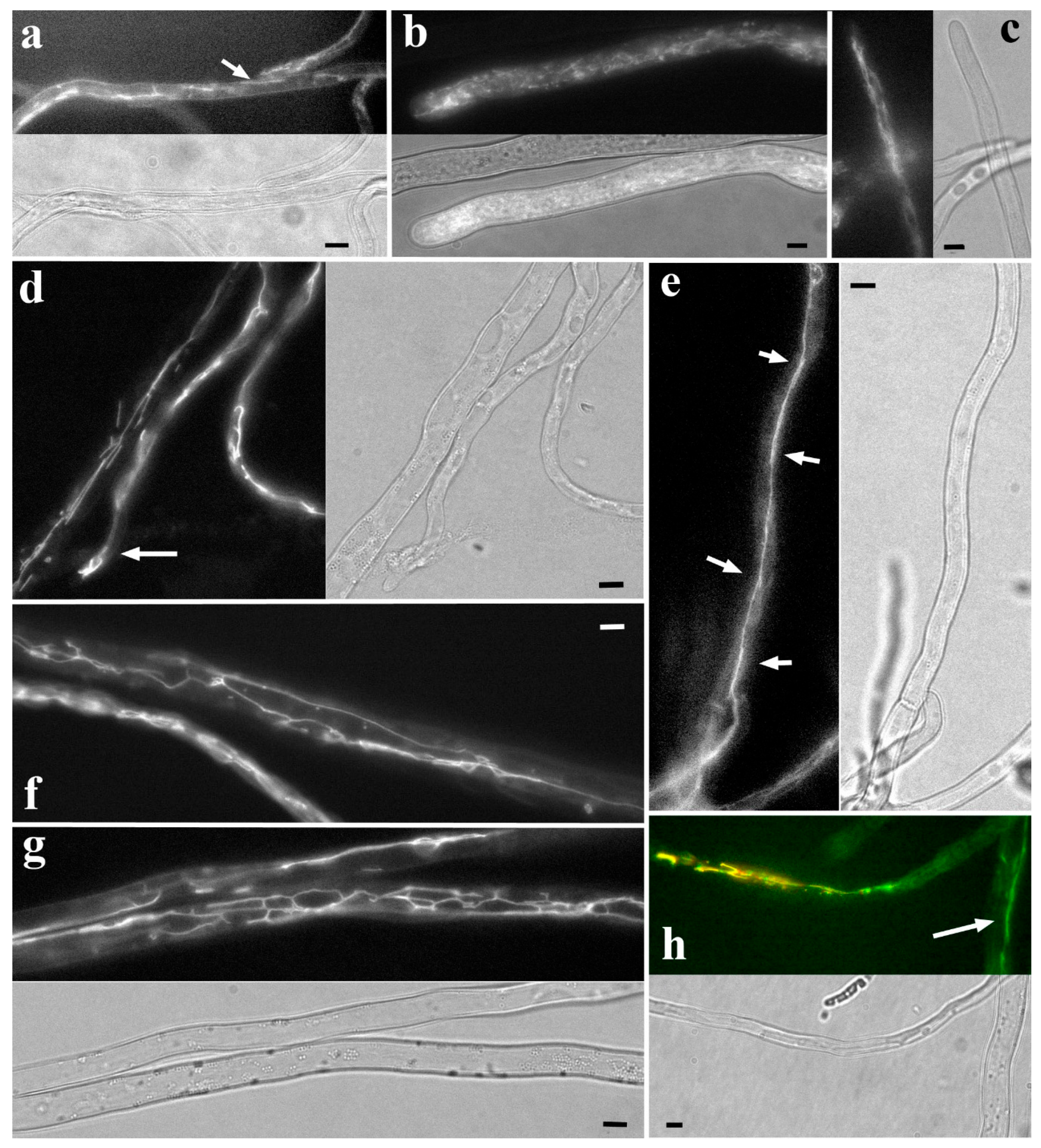 Preprints 177742 g005