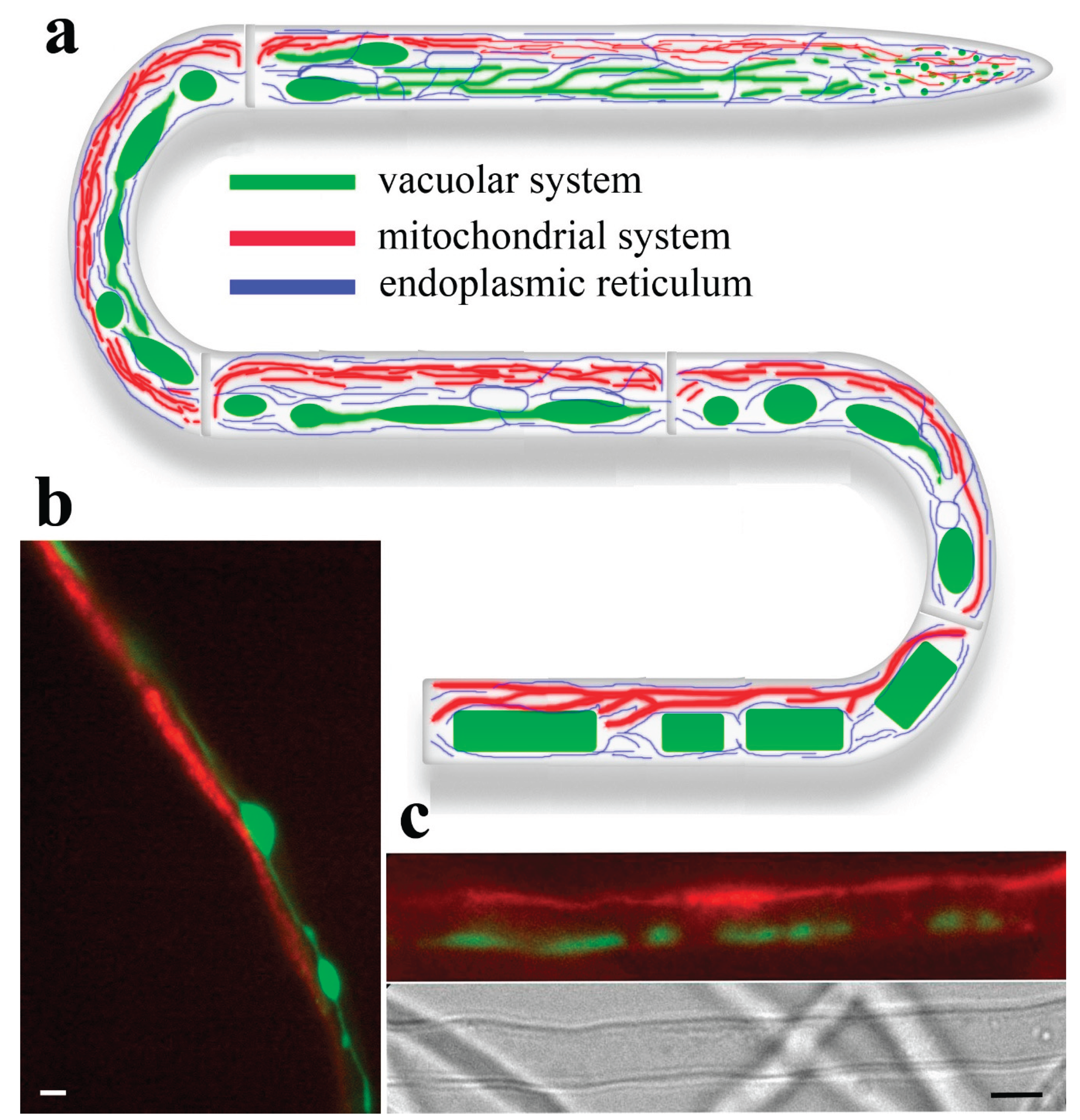 Preprints 177742 g006