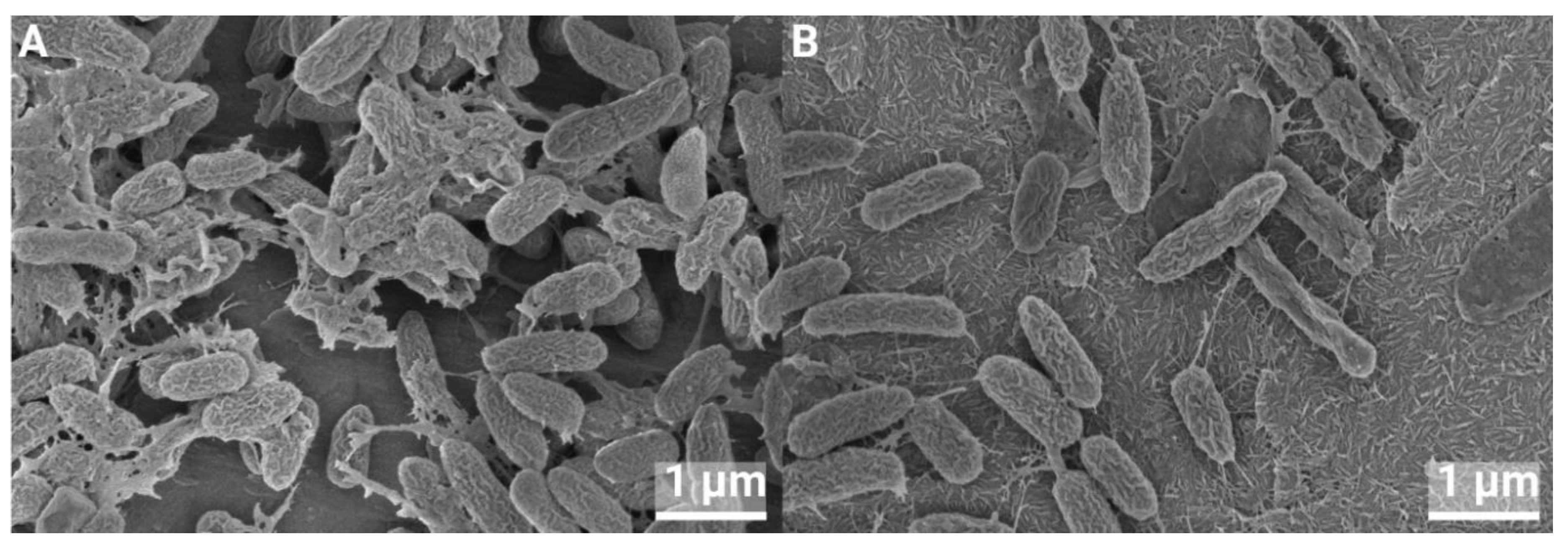 Preprints 144422 g011