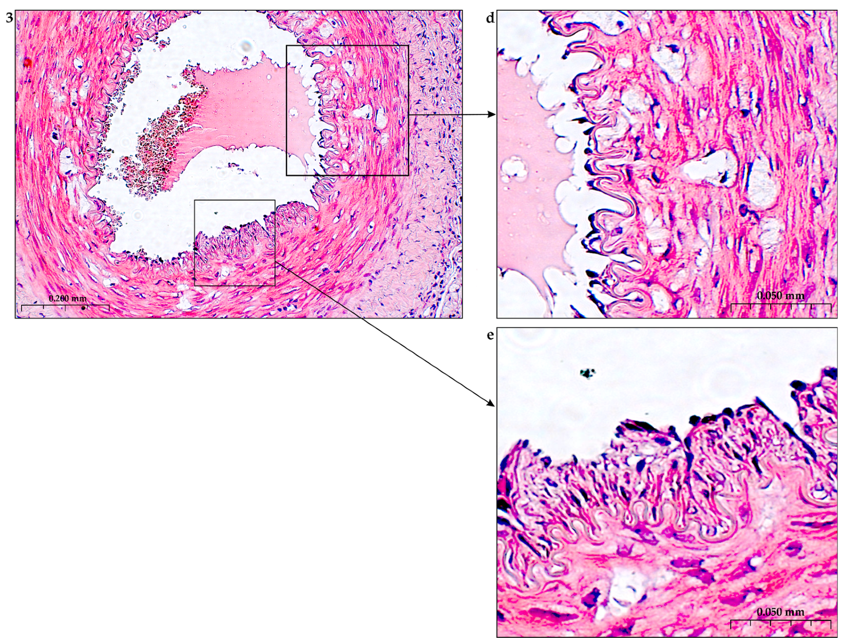 The Role of Polysaccharide Polymers in the Regulation of