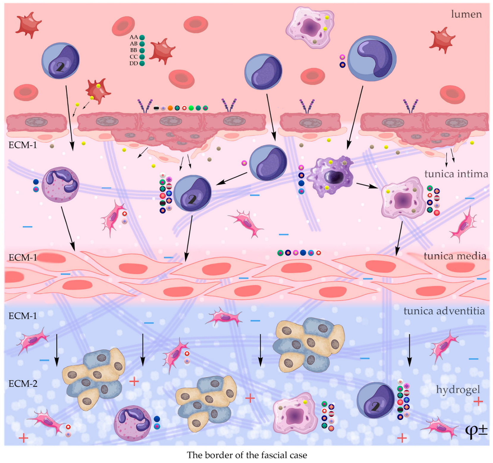 The Role of Polysaccharide Polymers in the Regulation of