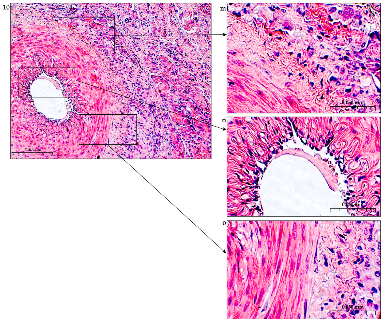 The Role of Polysaccharide Polymers in the Regulation of