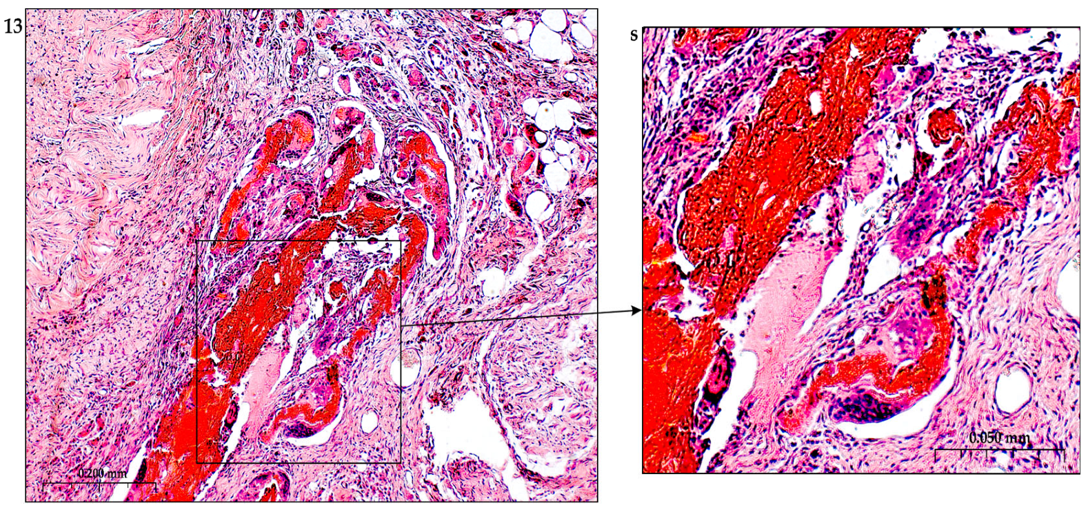 The Role of Polysaccharide Polymers in the Regulation of