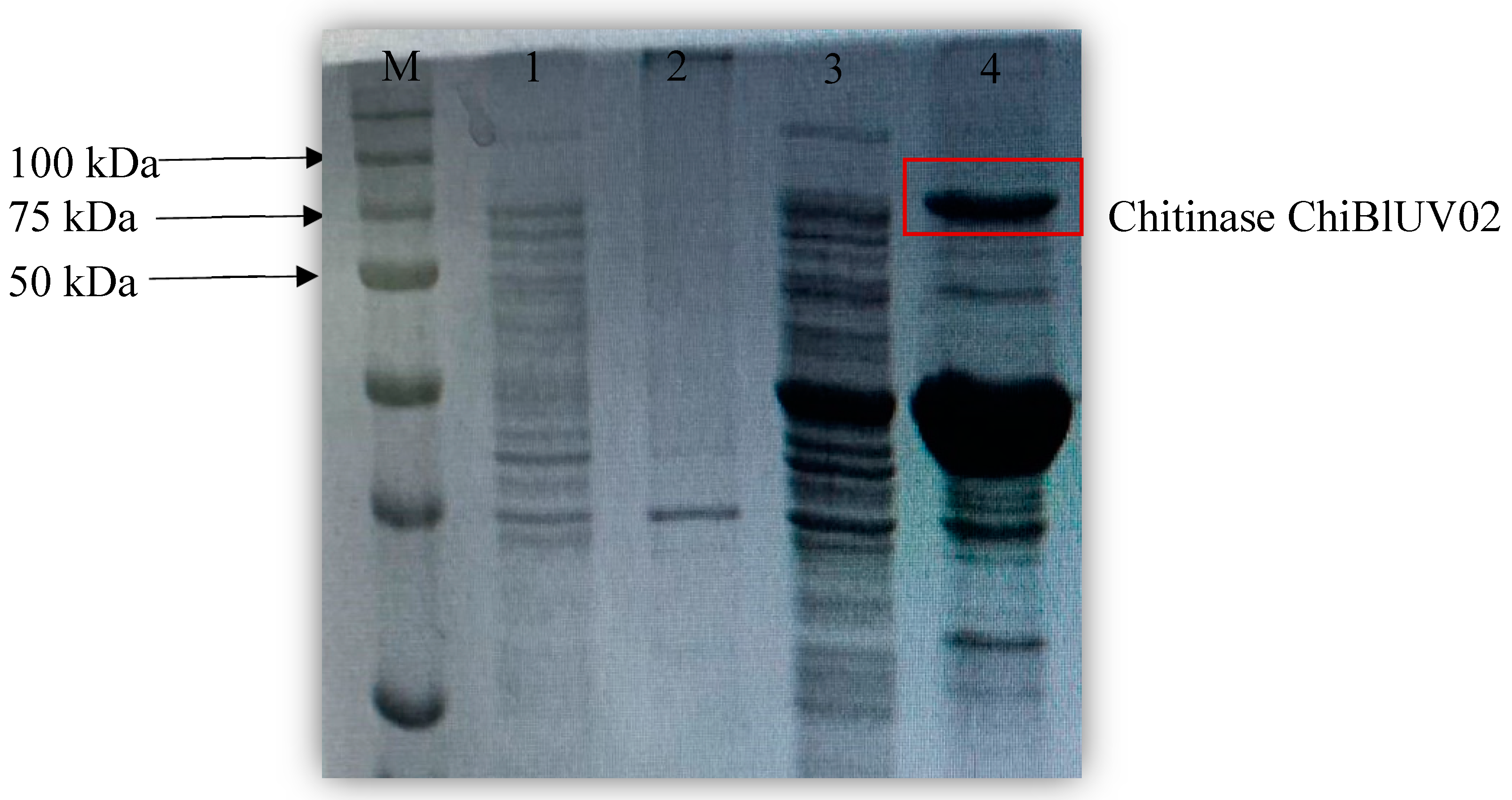 Preprints 154077 g003