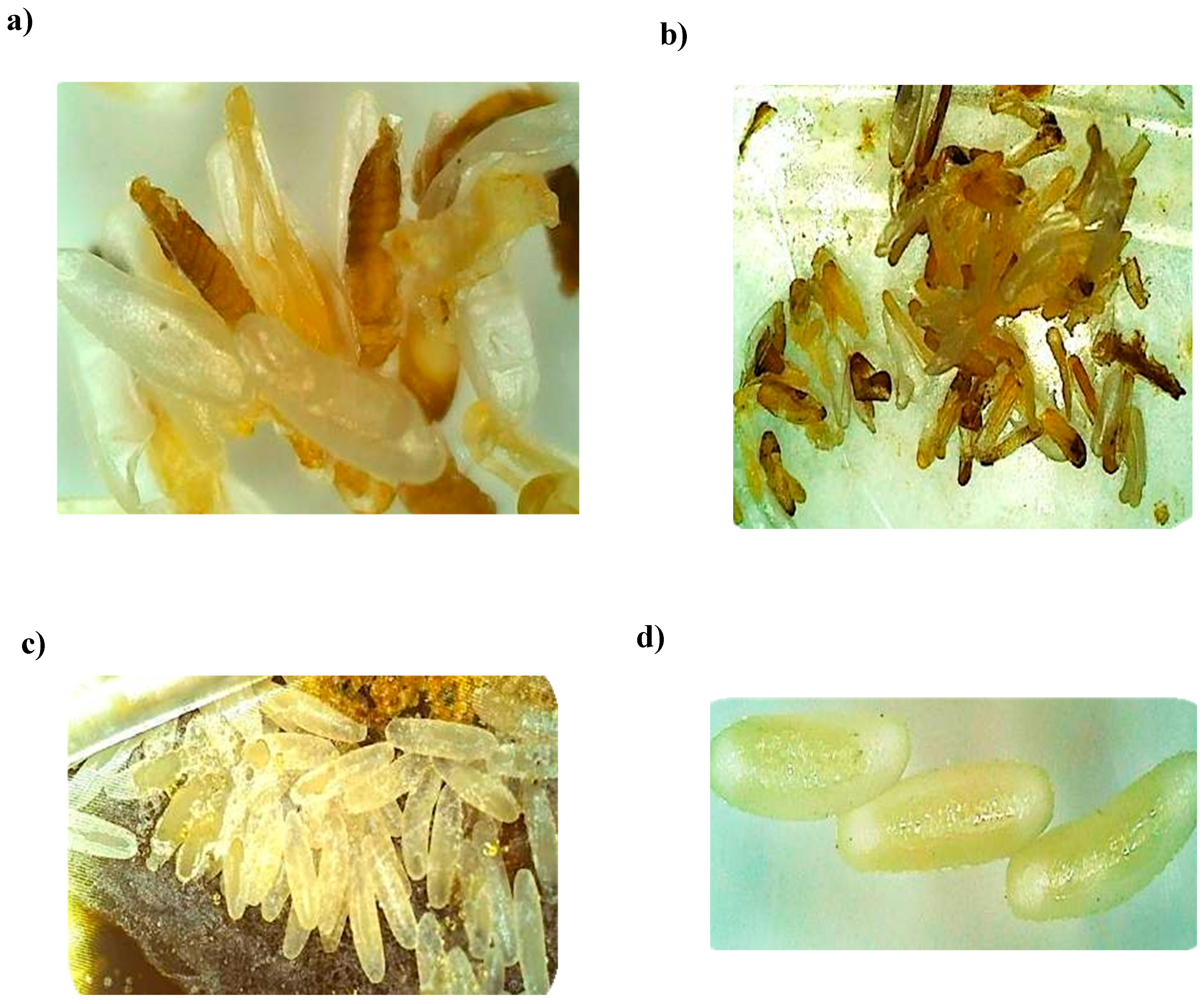 Preprints 154077 g010