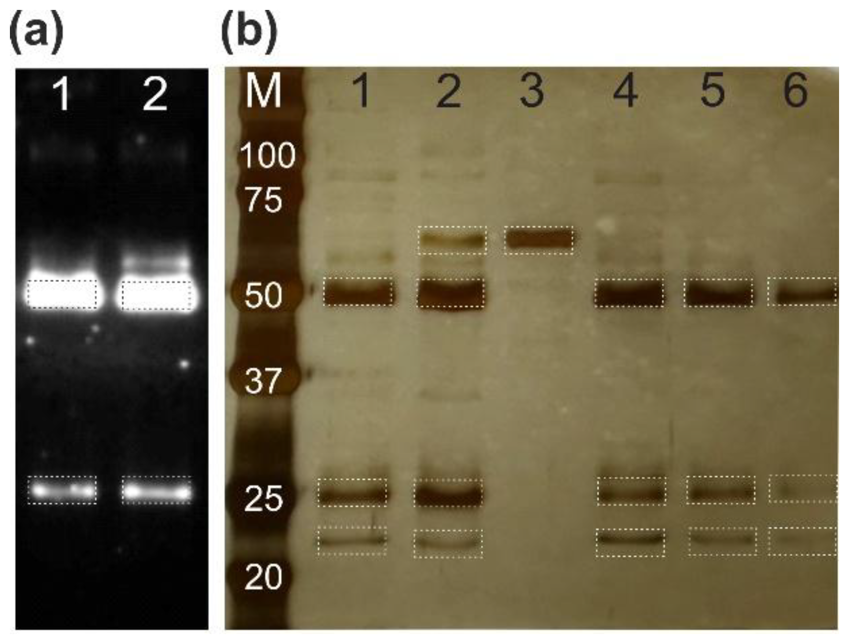 Preprints 185488 g007