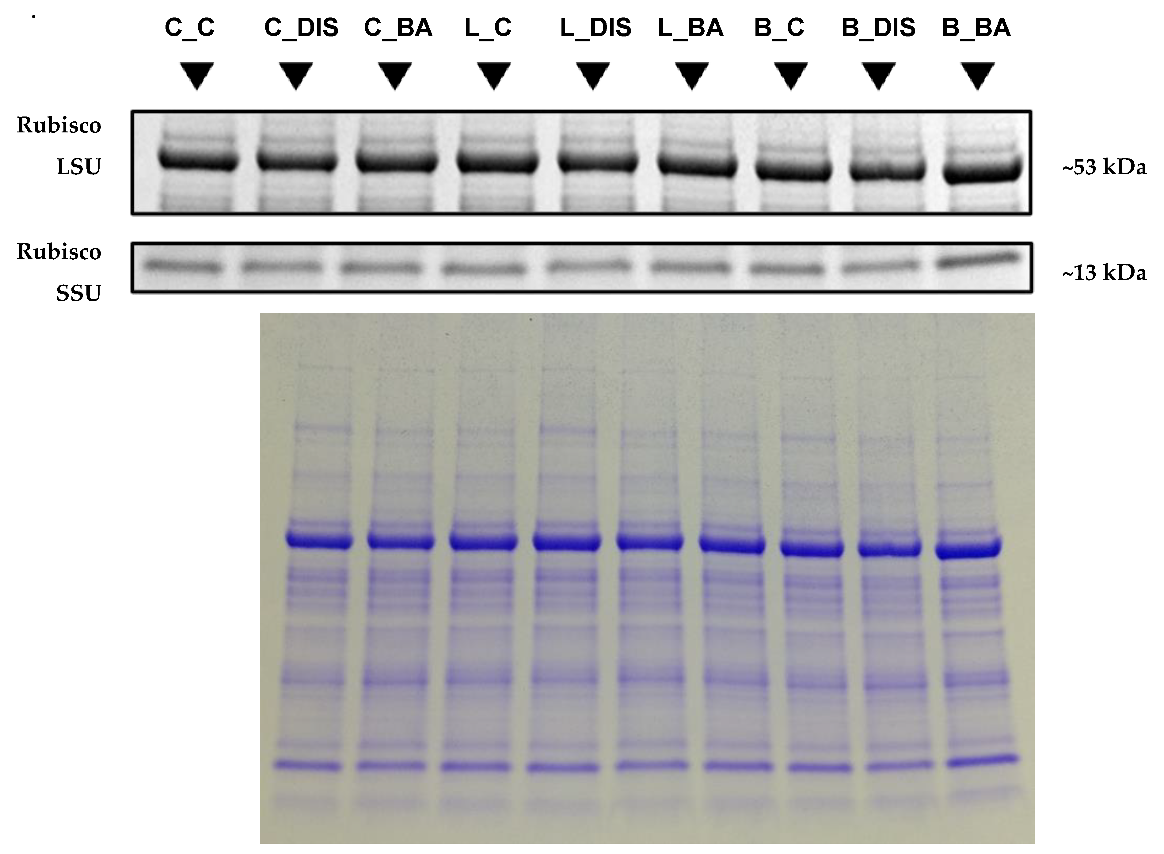 Preprints 174423 g009