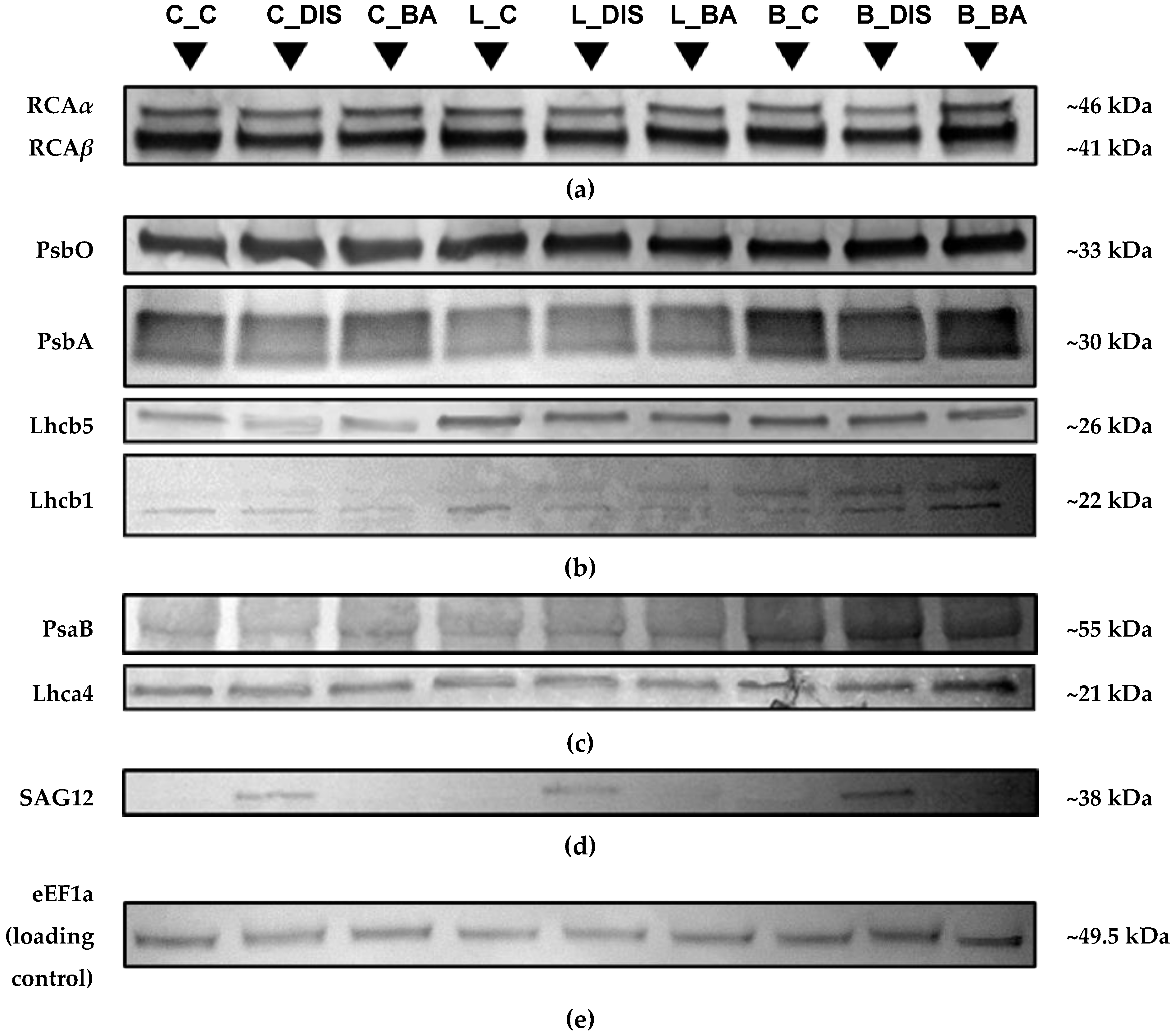 Preprints 174423 g010