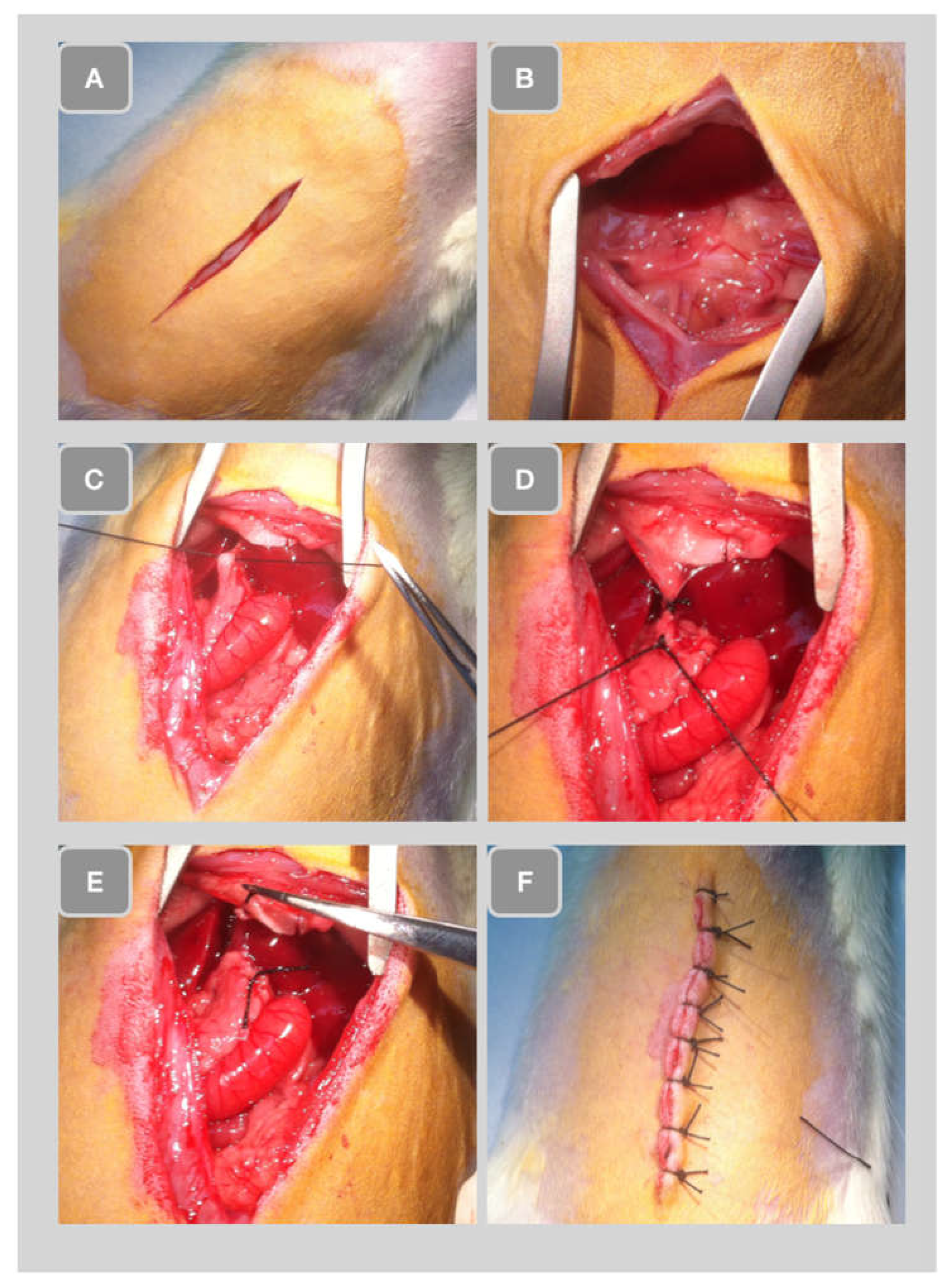 Preprints 68749 g002