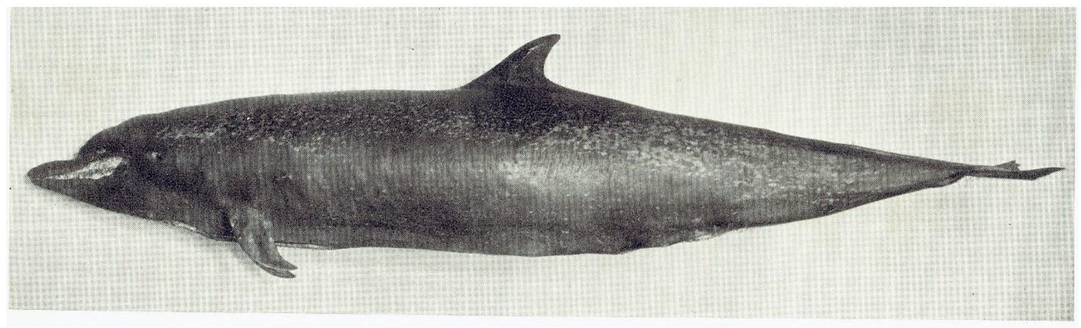 Preprints 197583 g001