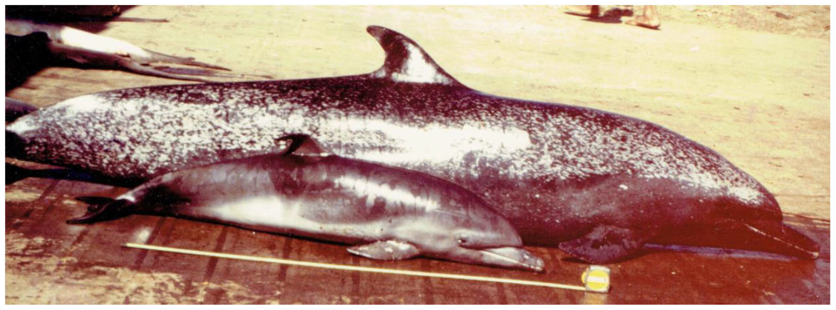 Preprints 197583 g003