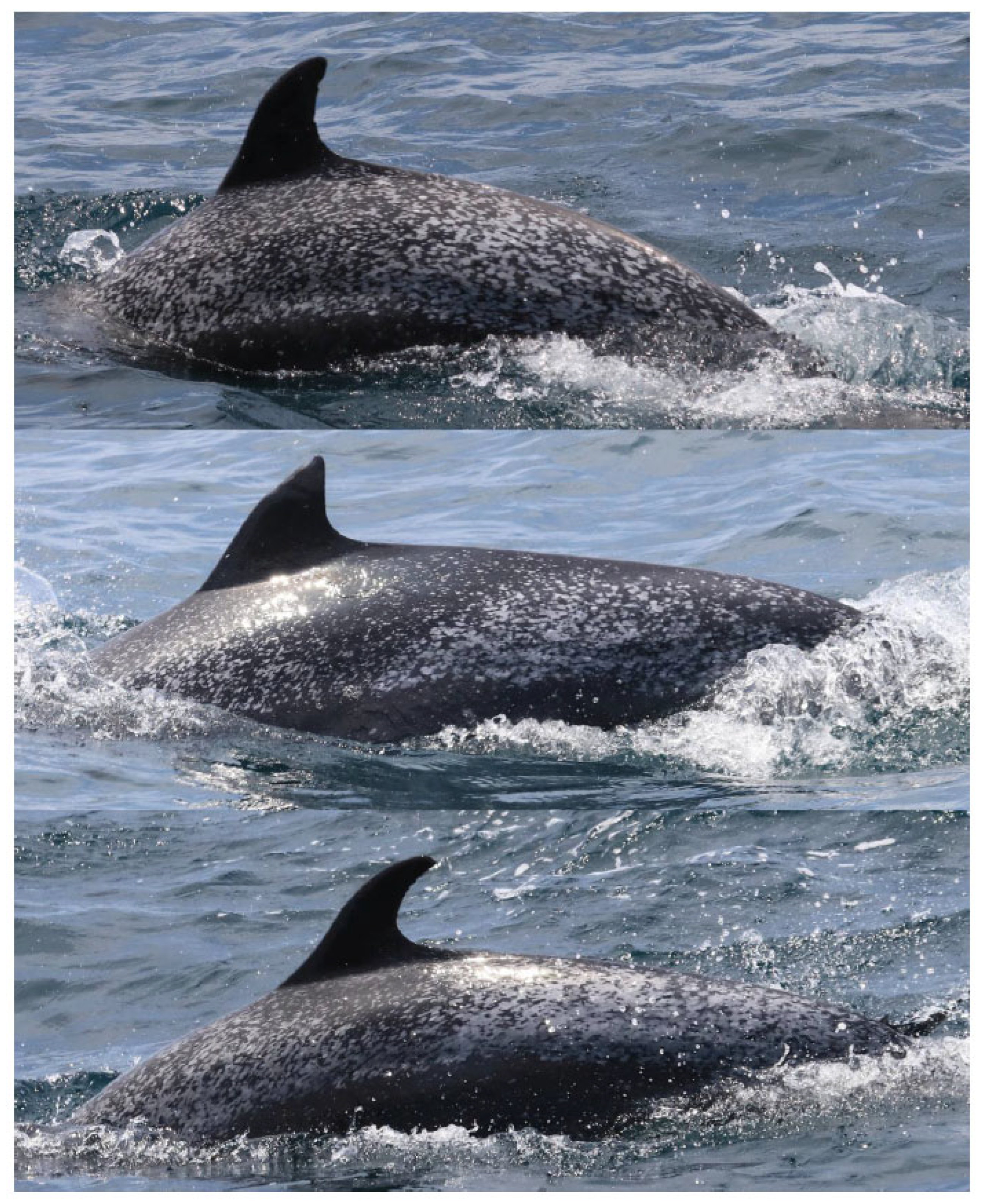 Preprints 197583 g004