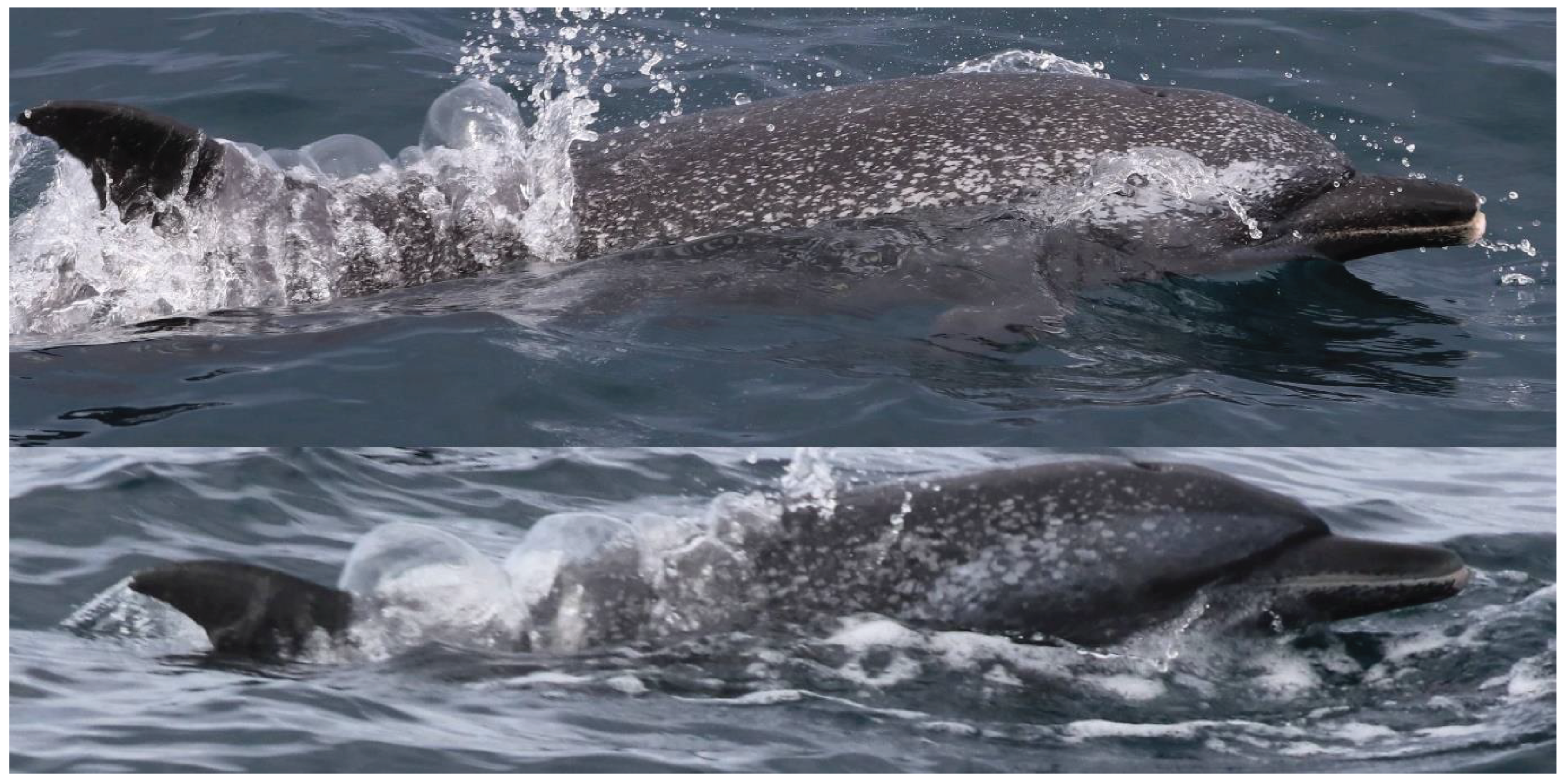 Preprints 197583 g006