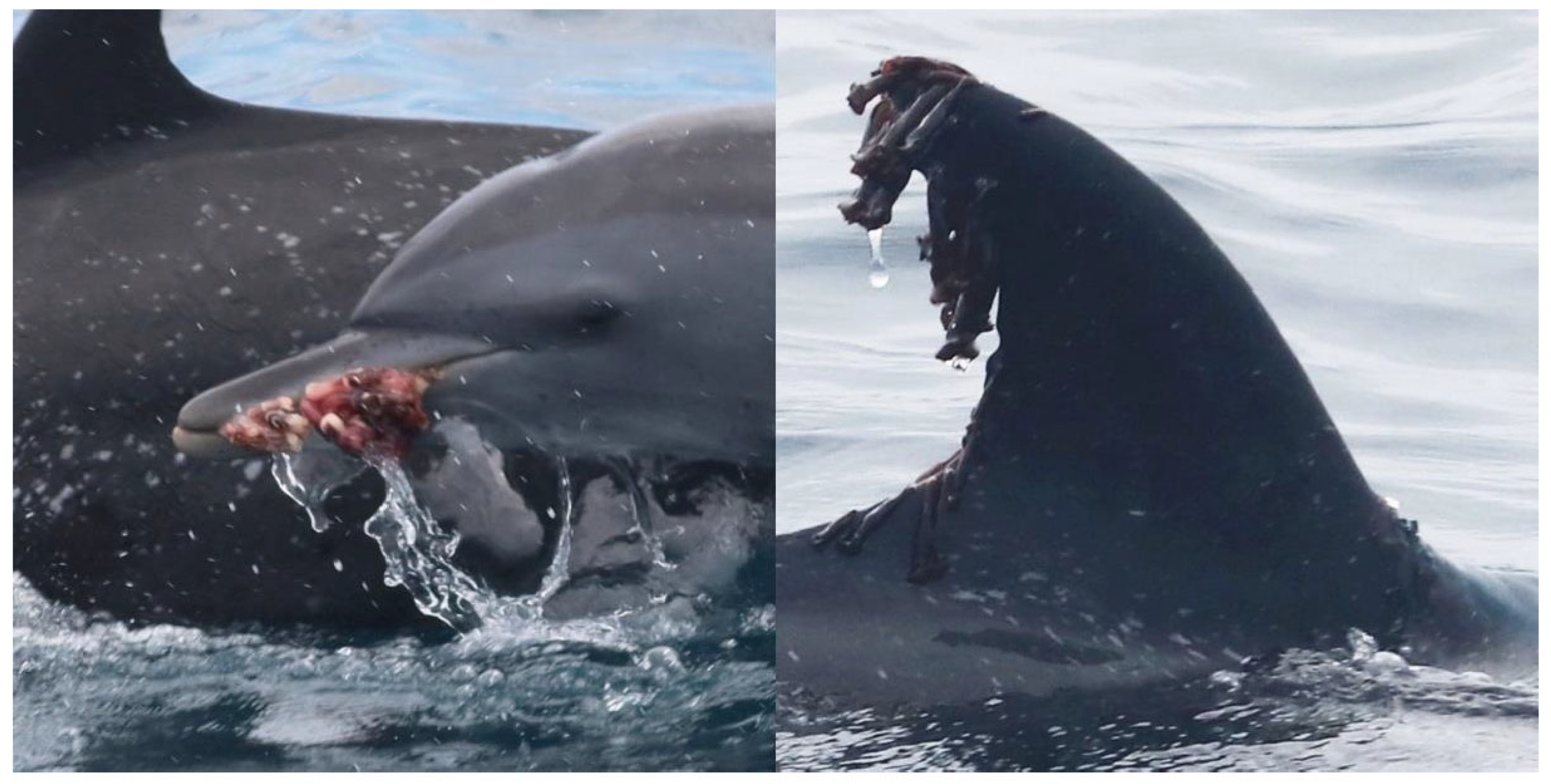 Preprints 197583 g009